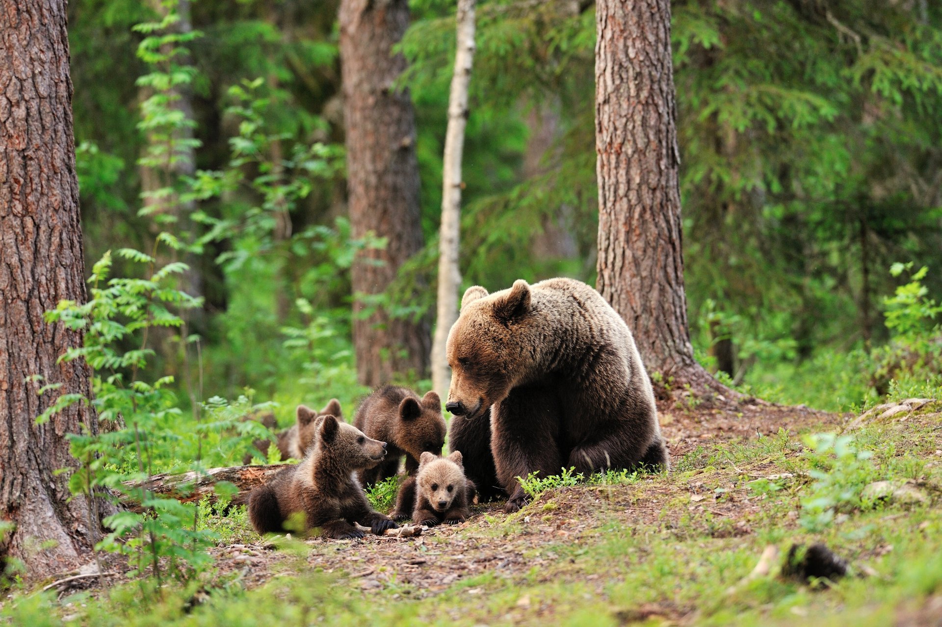 orso orso foresta verde alberi