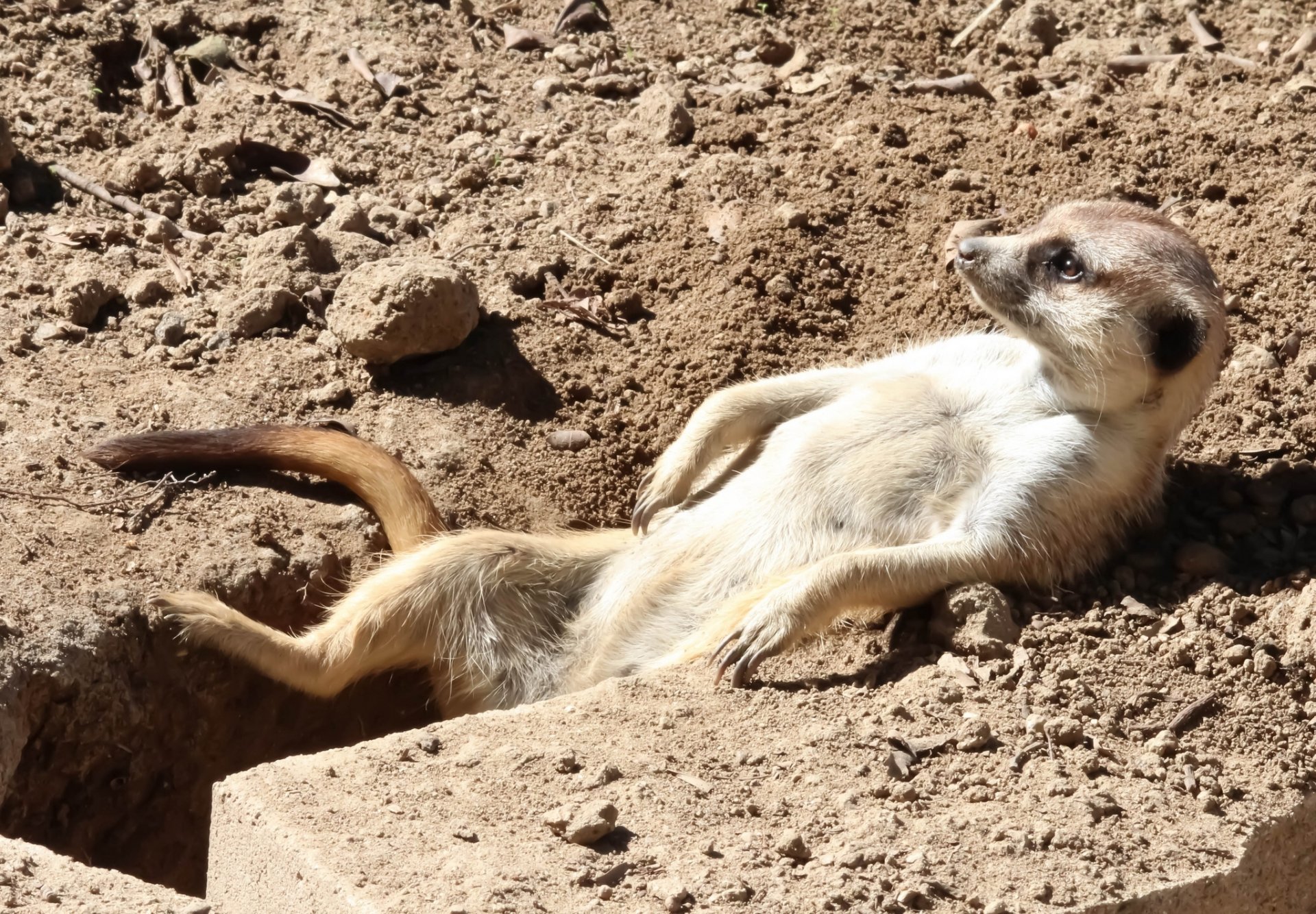 suricate bains de soleil relax relax nora