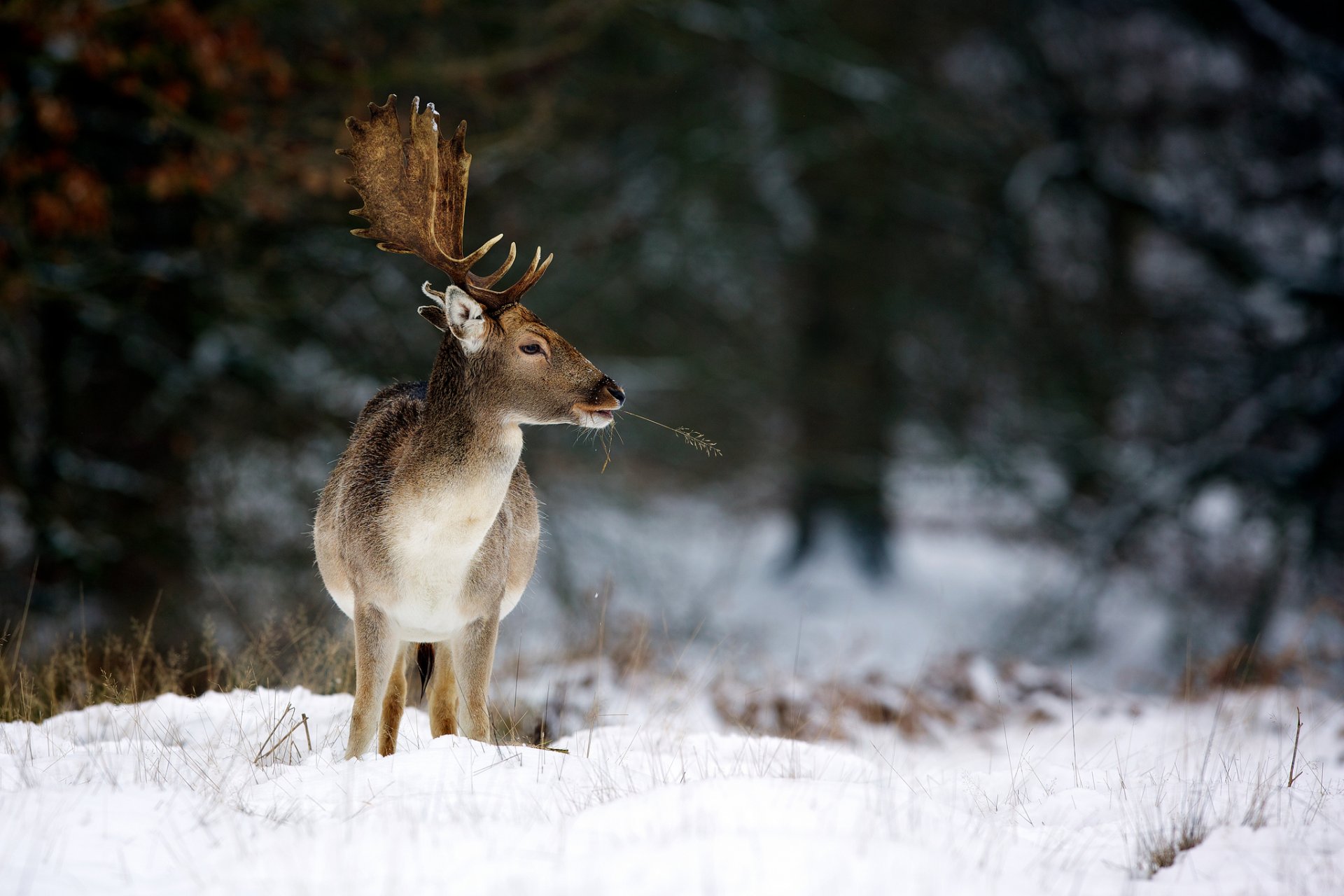 hirsch natur winter hörner