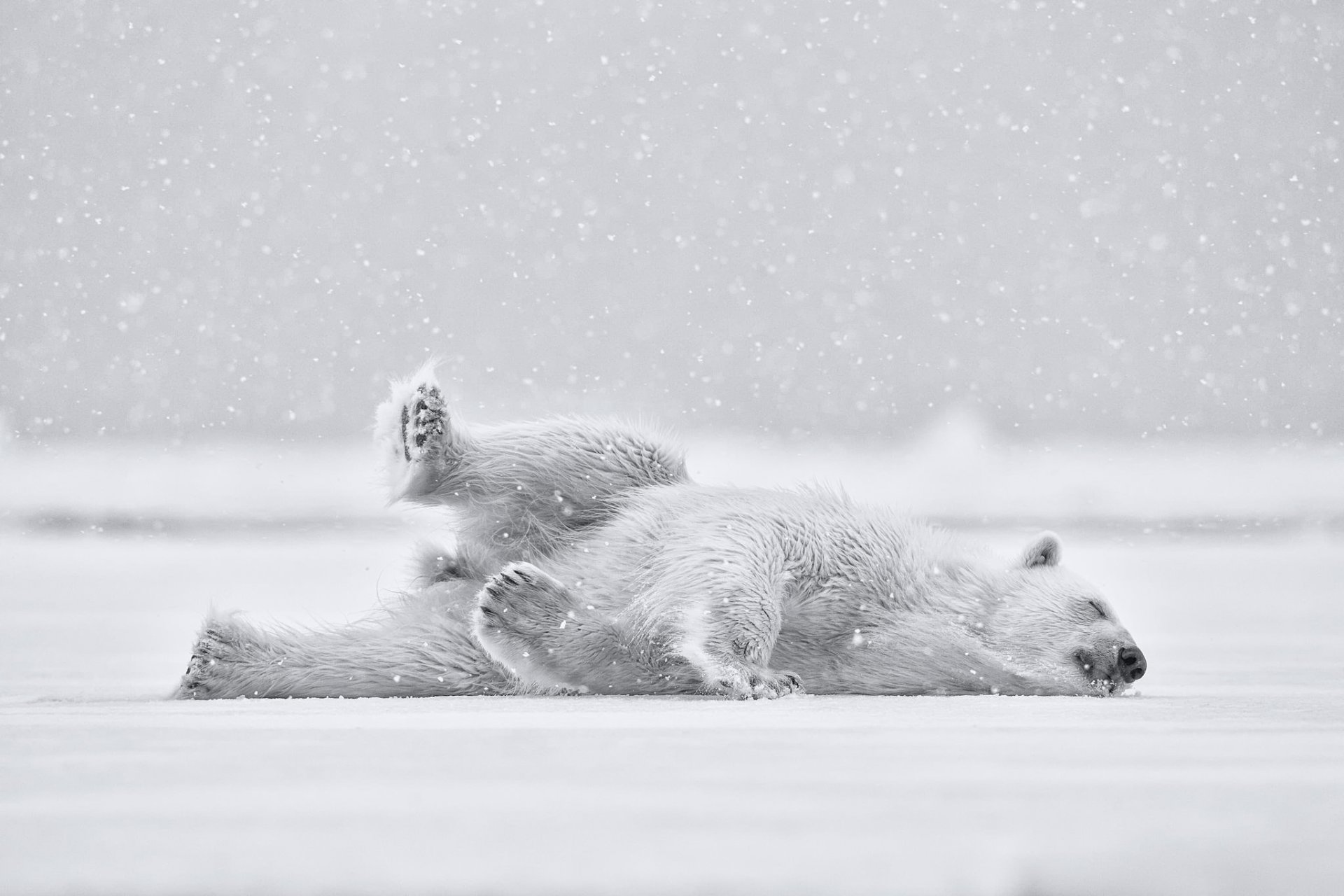 niedźwiedź polarny miś śnieg