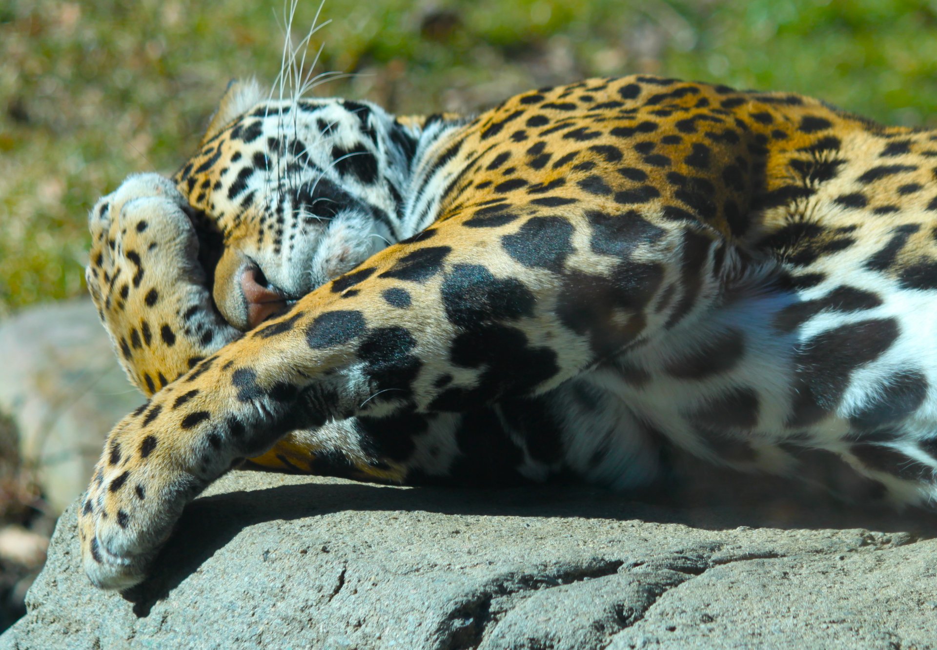 animale .predatore giaguaro giace zampe muso. natura sole