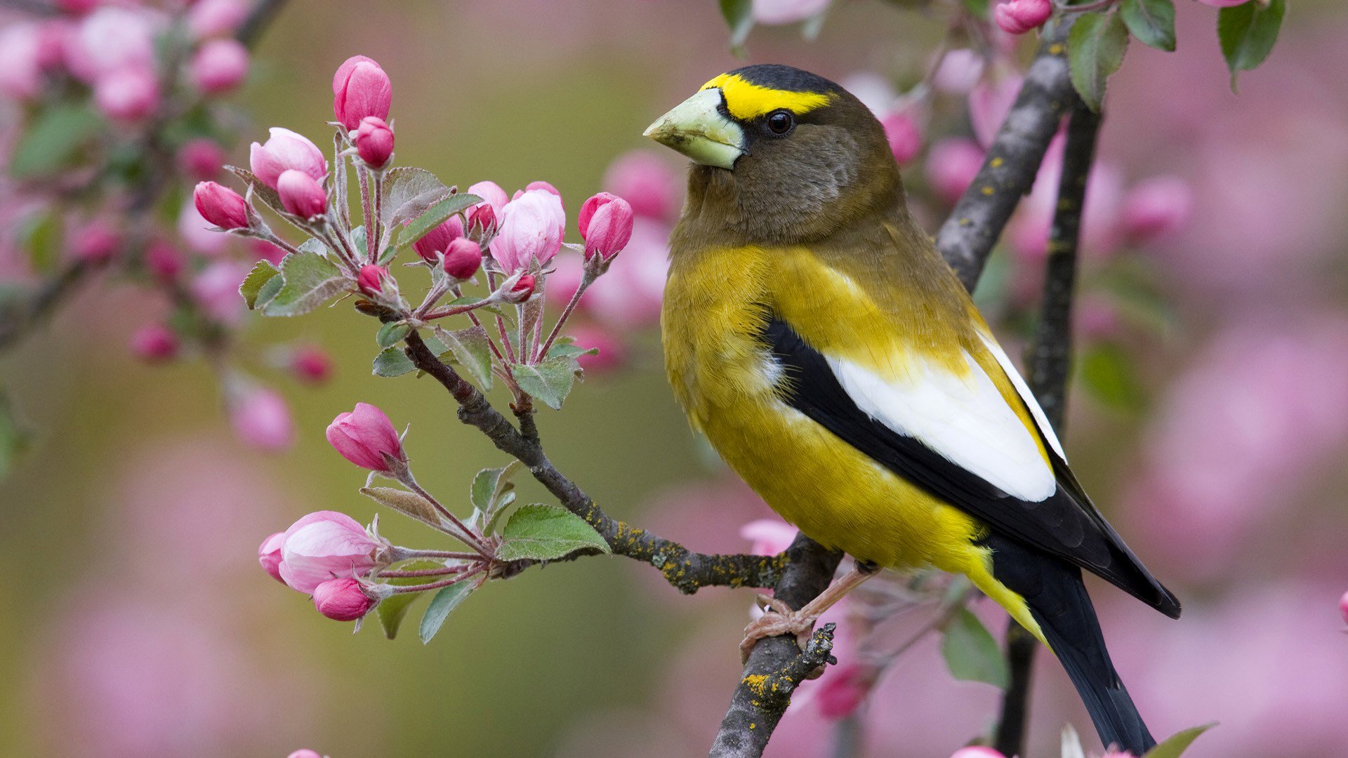 poultry beak branch flower spring nature