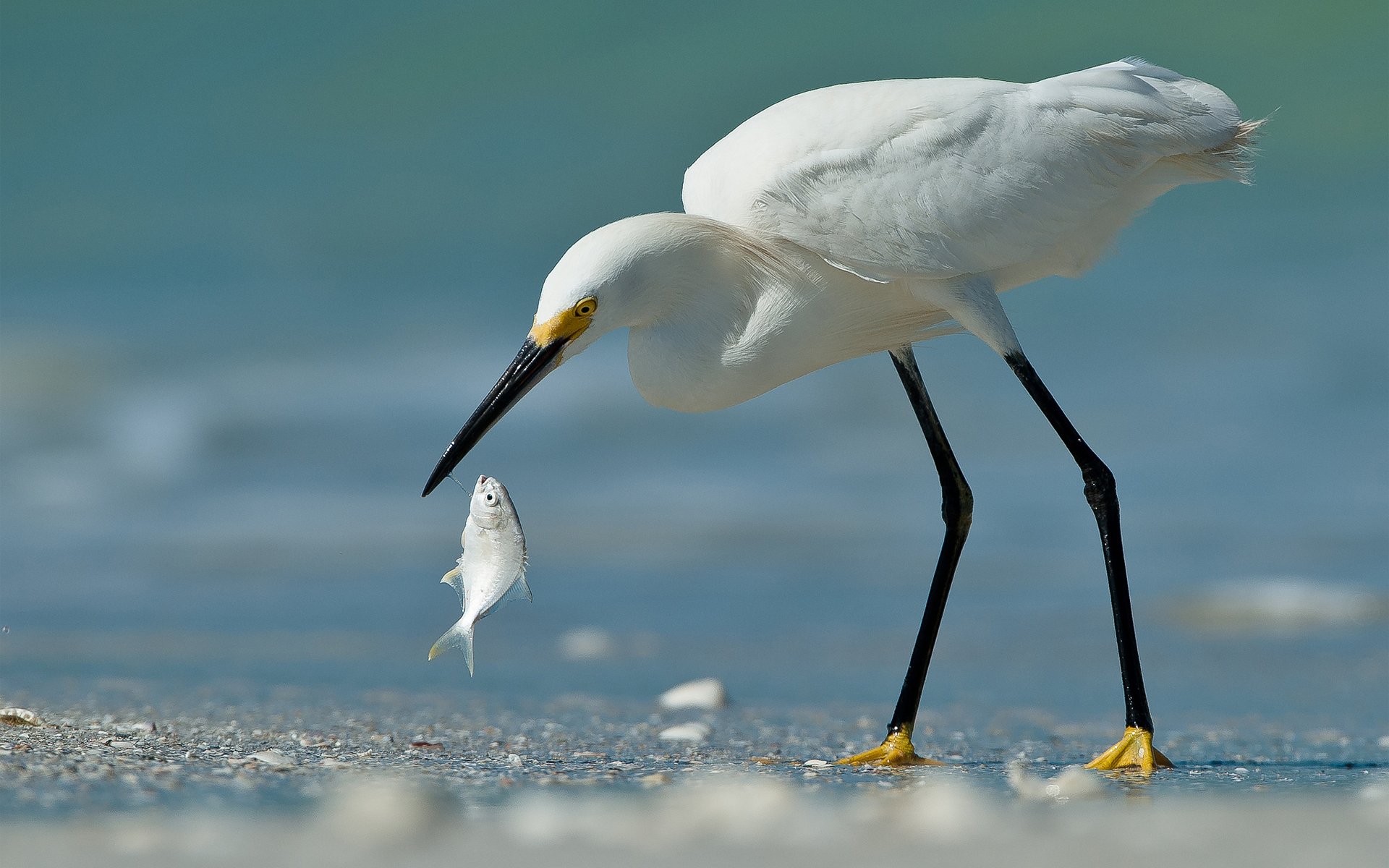 oiseau héron poisson capture sable blanc