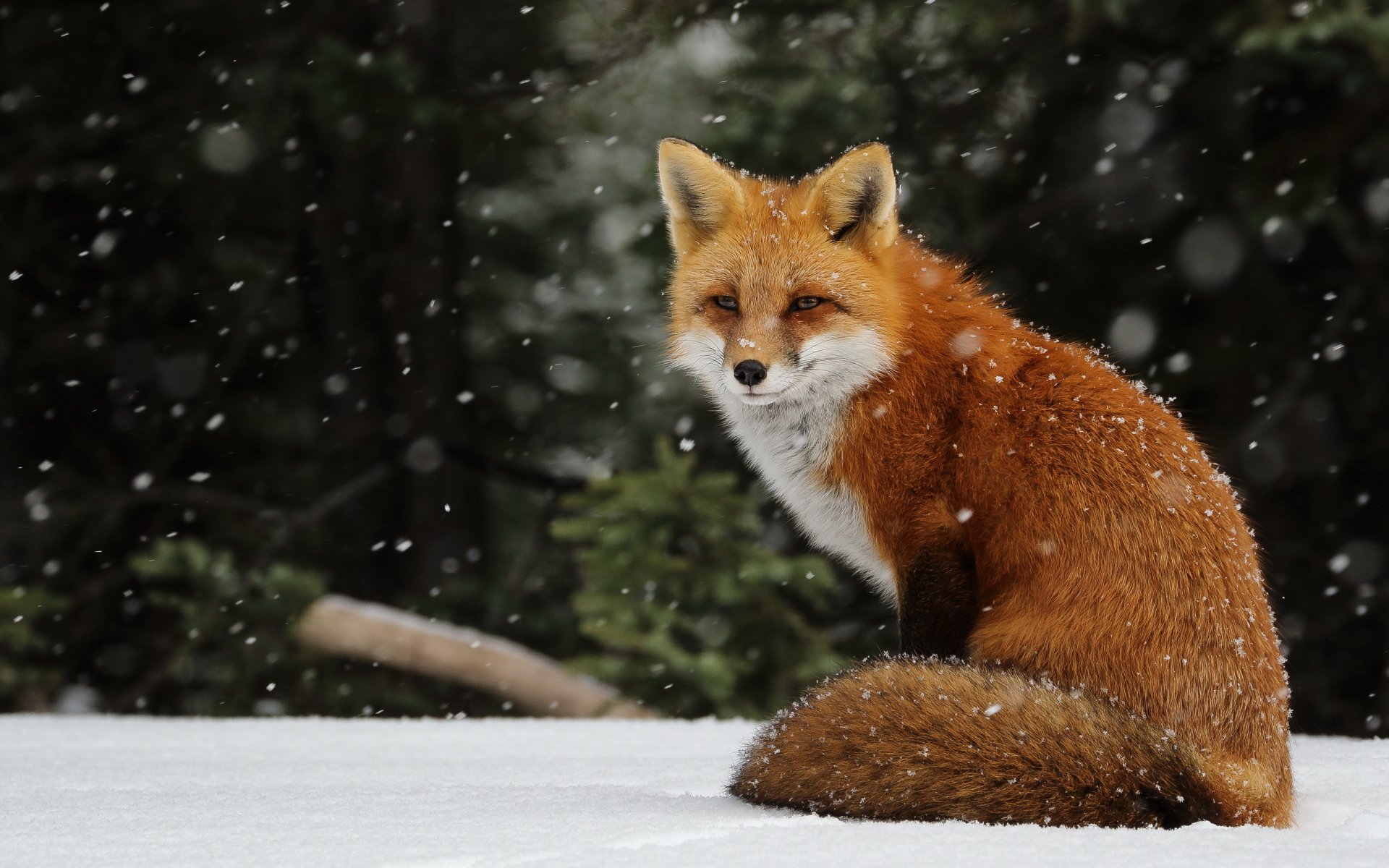 hiver neige chutes de neige flocons de neige renard renard rousse