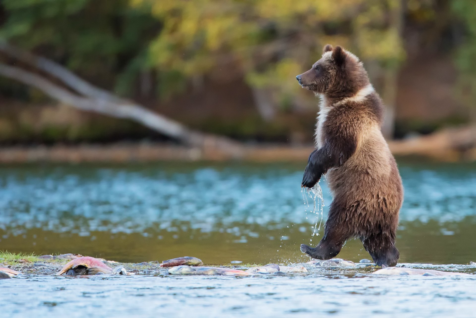 niedźwiedź grizzly drapieżnik idzie kanada rzeka woda ryby natura