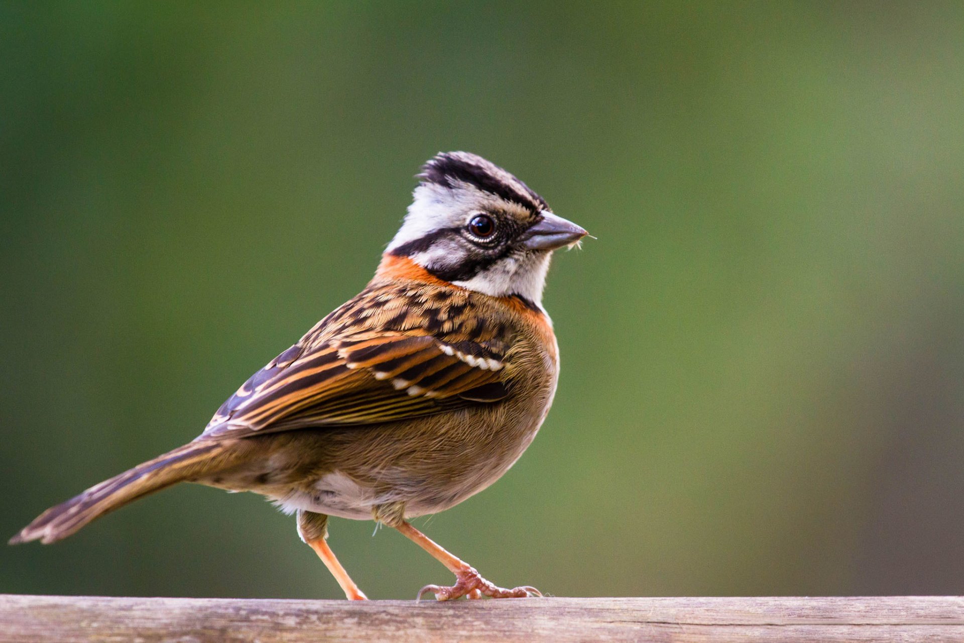 pájaro gorrión fondo