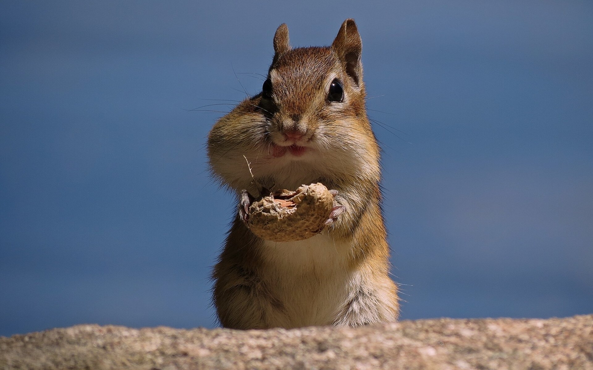 chipmunk noce arachidi