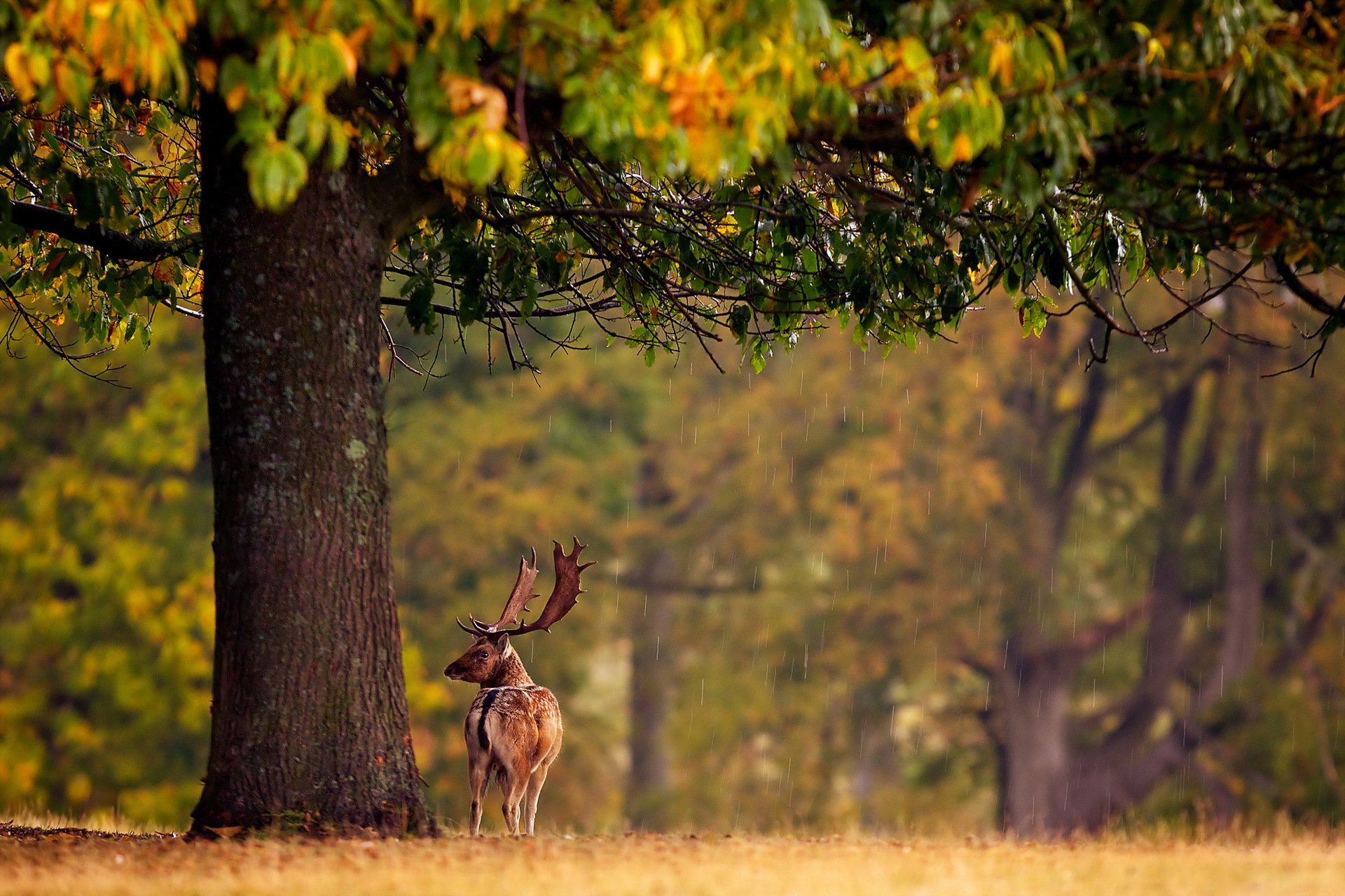 cerf arbre pluie