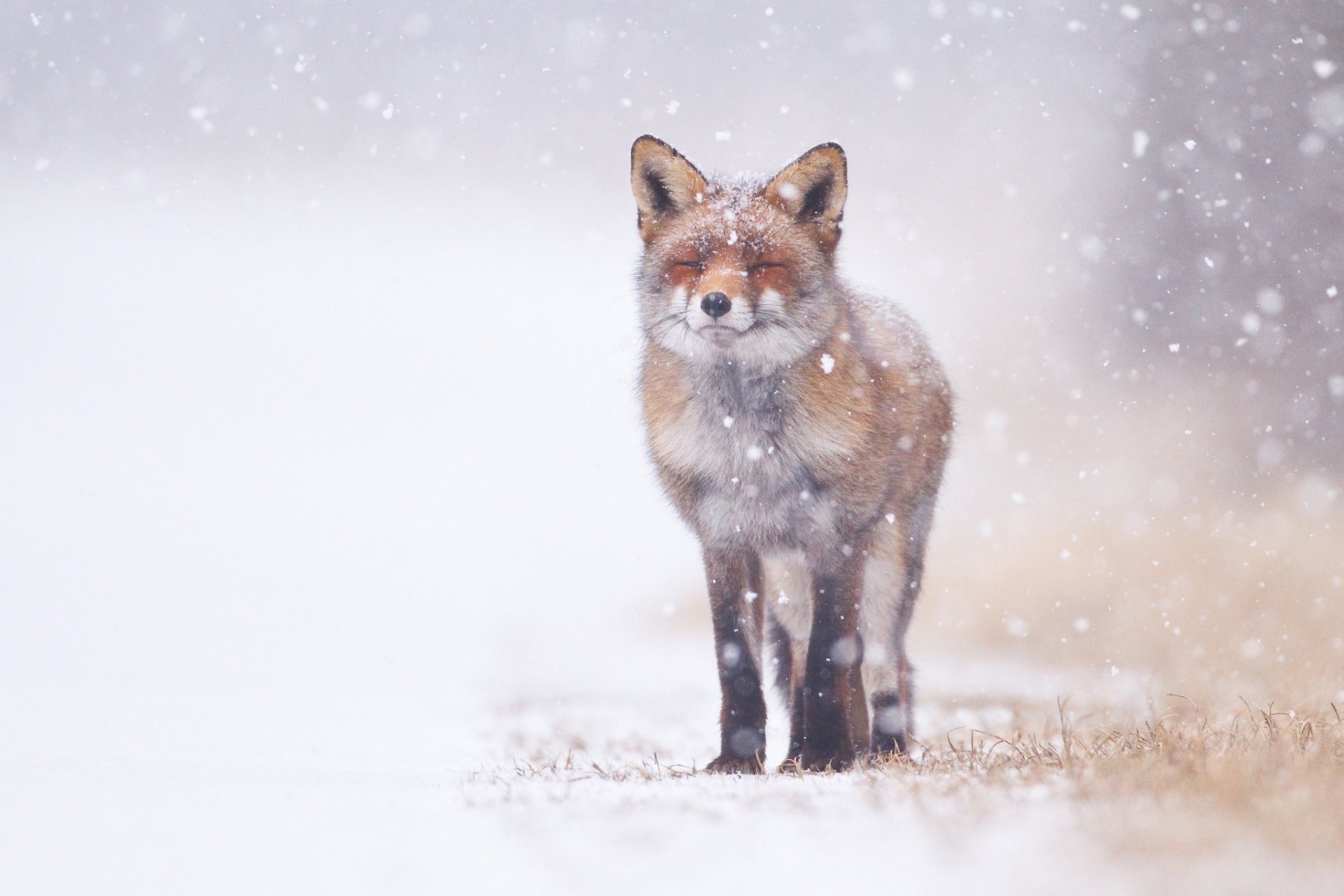 fox blinks snow