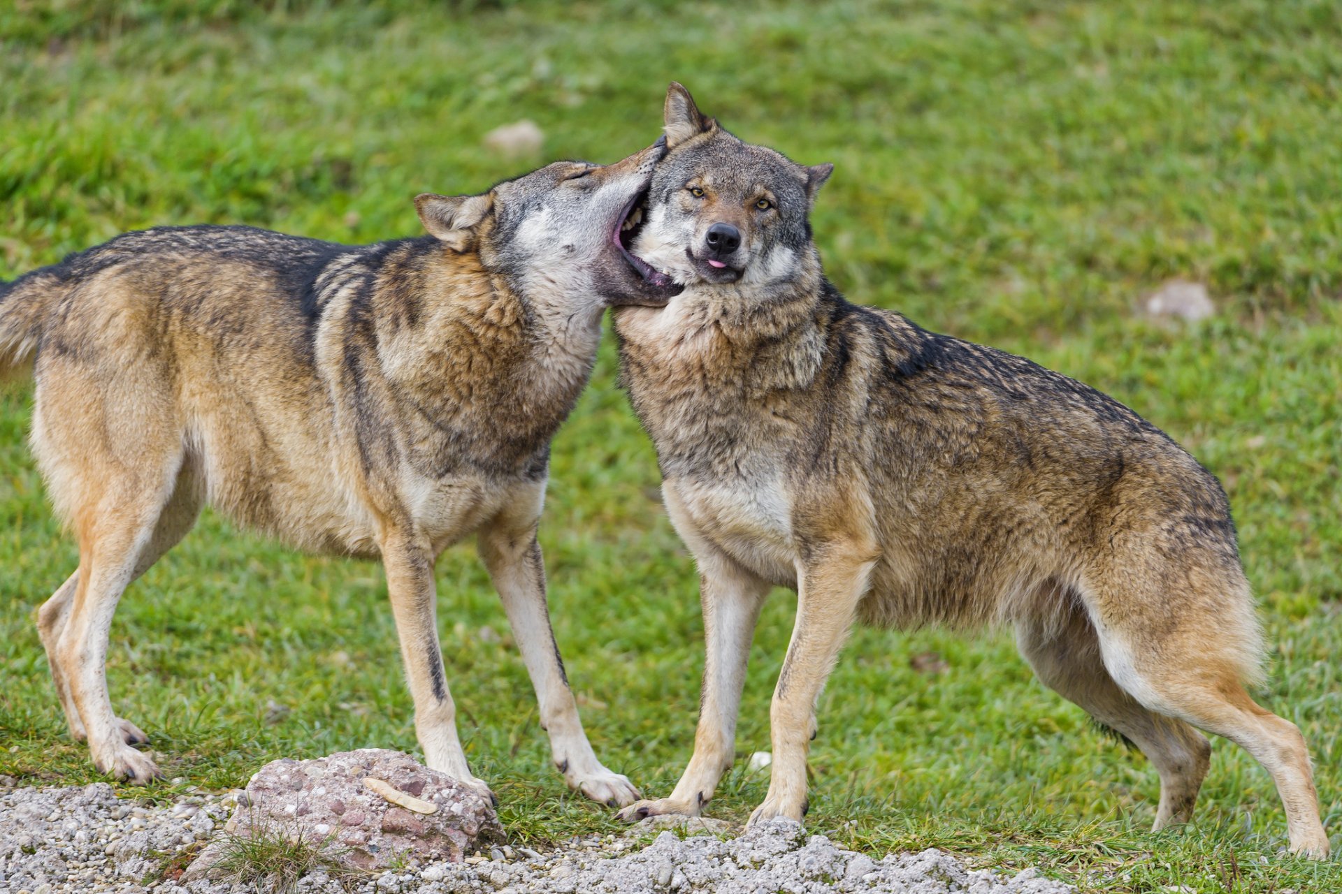 loups prédateur jeu couple