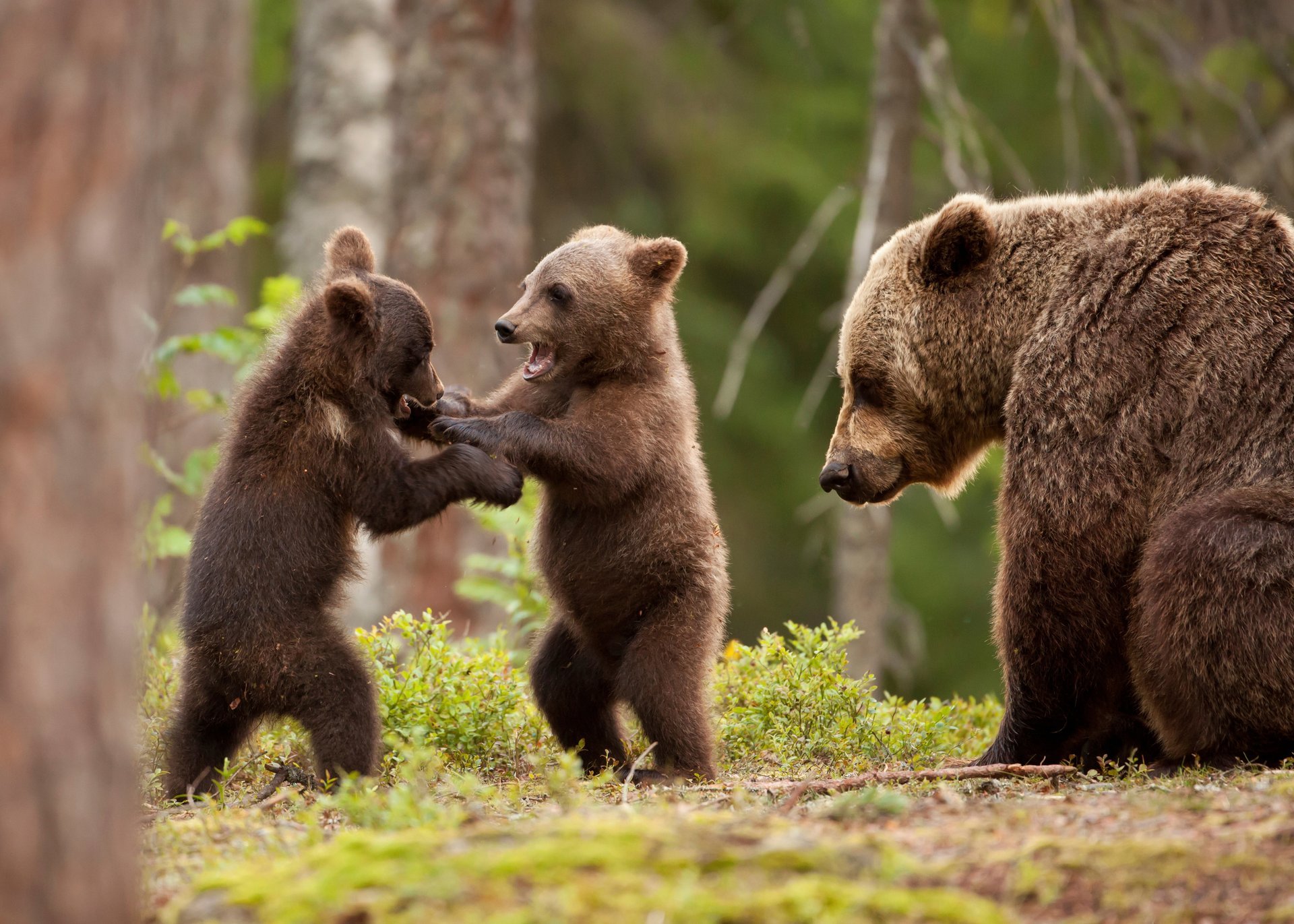 dipper bears game forest green