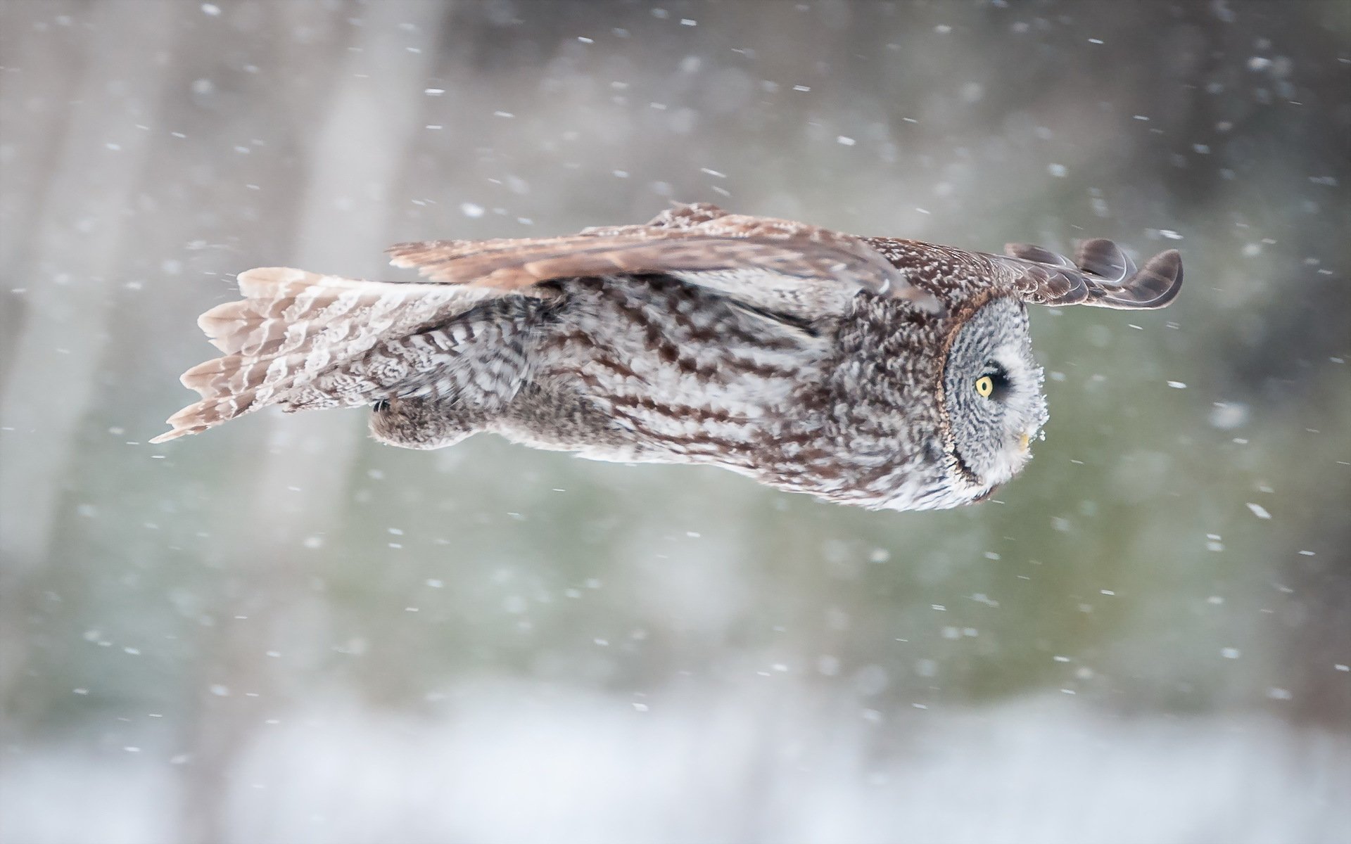 poultry owl nature