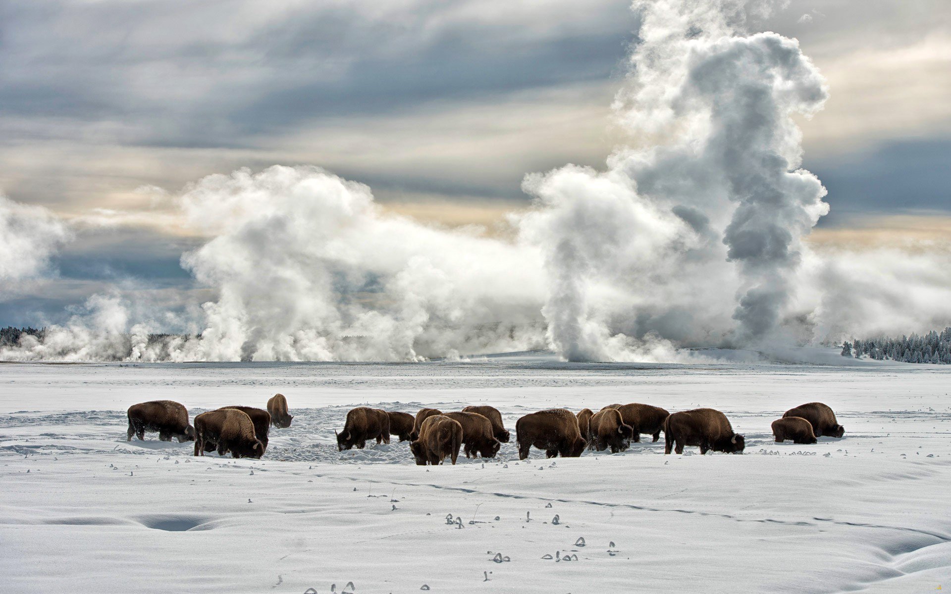 winter snow plain the field horizon sky clouds frost buffalo bison