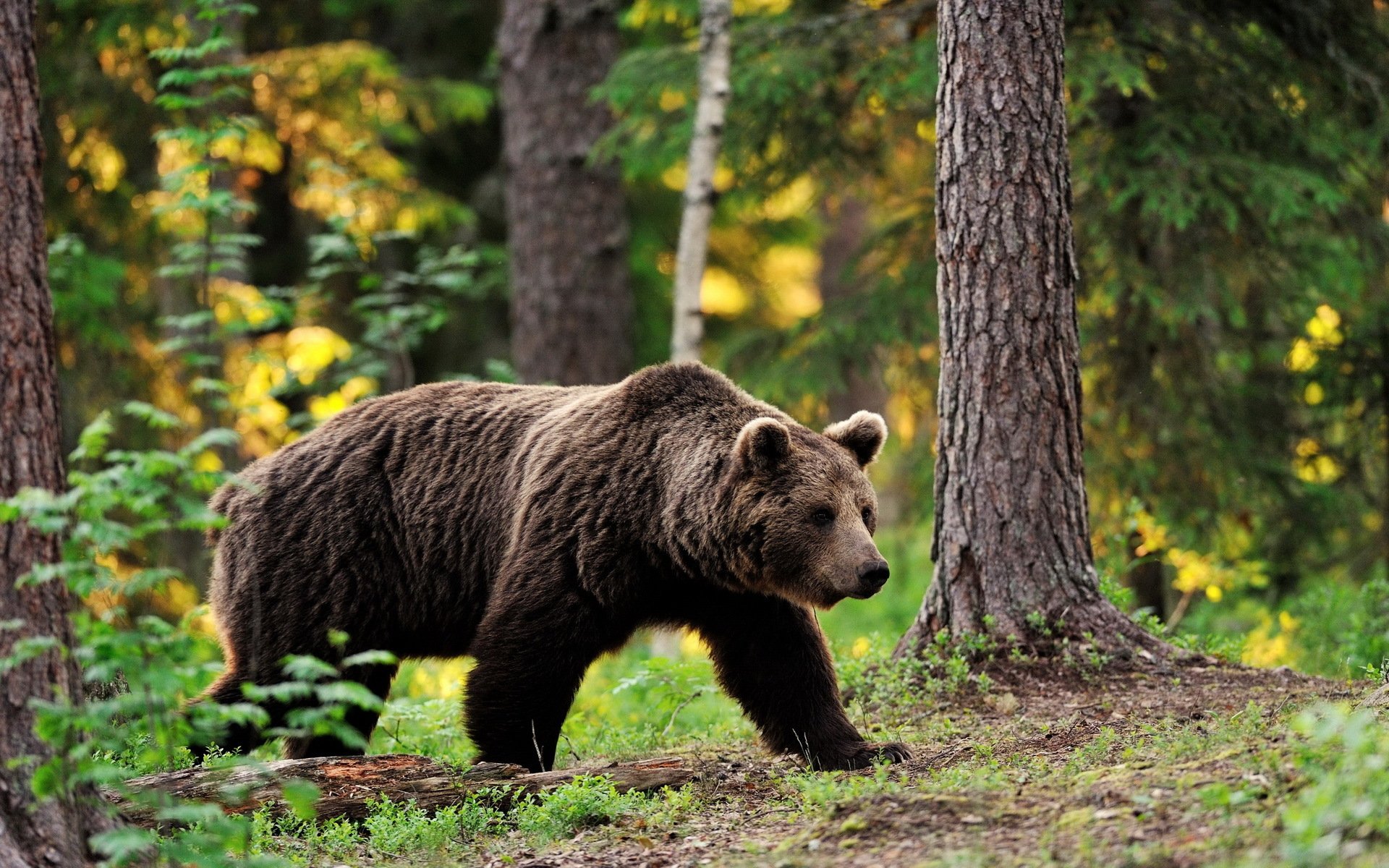 tiere braunbär handeln schritt gehen wald bäume laub unschärfe