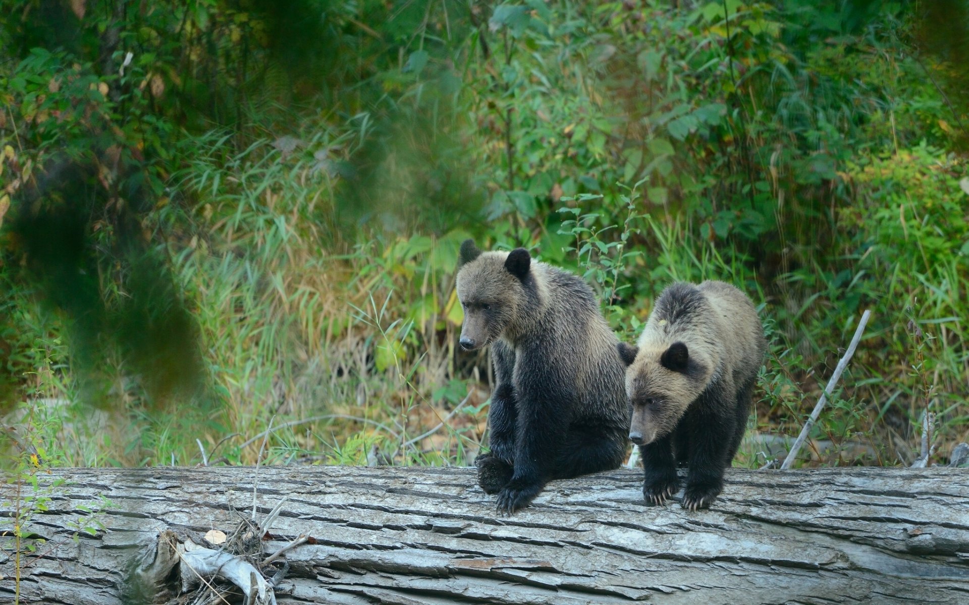 grizzlis oursons ours bûche forêt