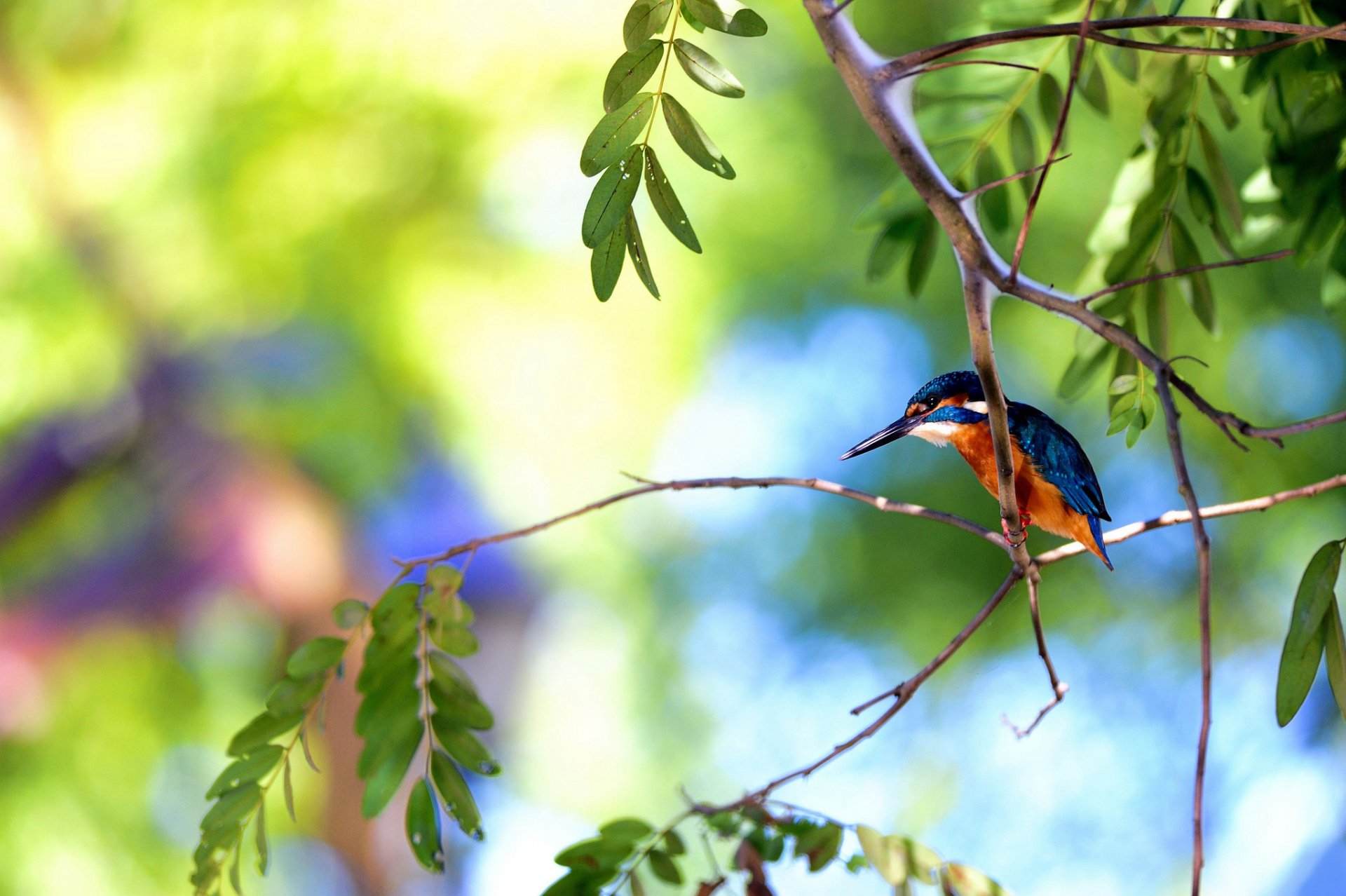 arbre branches oiseau martin-pêcheur été