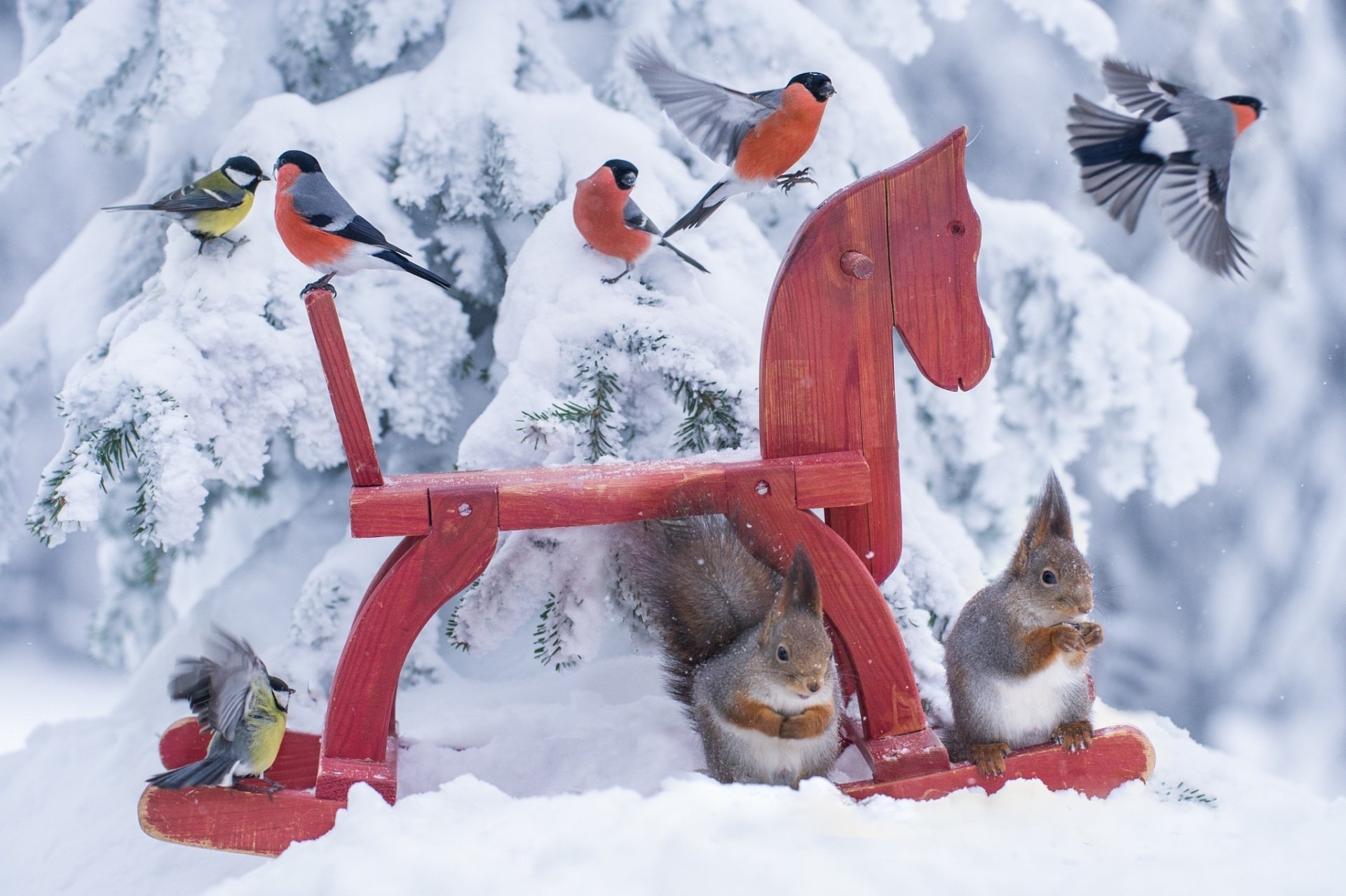 эми белка птицы синицы ситуация лес природа игрушка лошадка лошадь jørn allan pedersen животных снегирь холодной норвегия снег hd