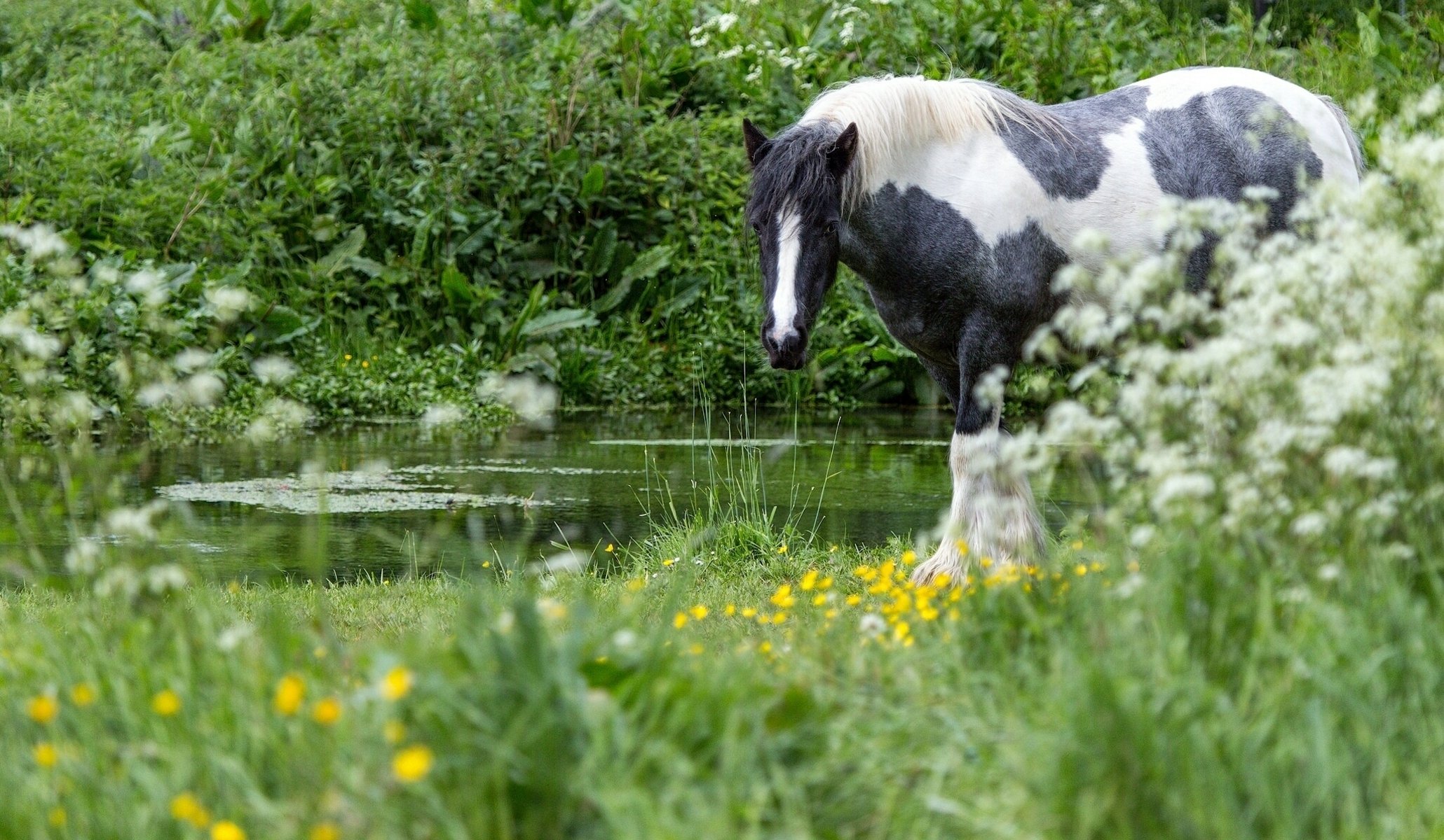 cheval eau herbe