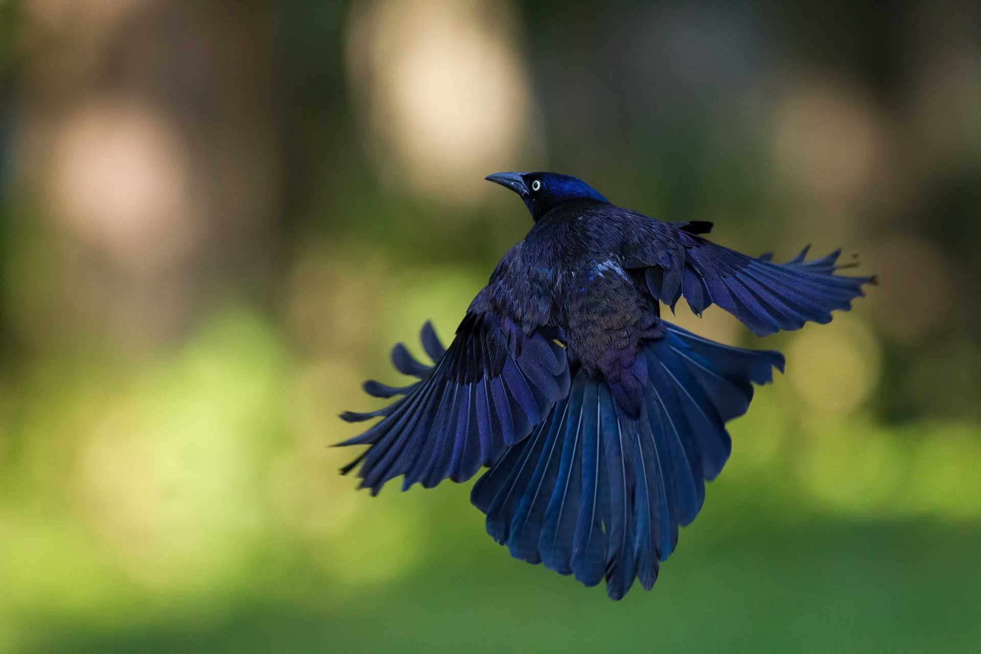 oiseau vol fond éblouissement