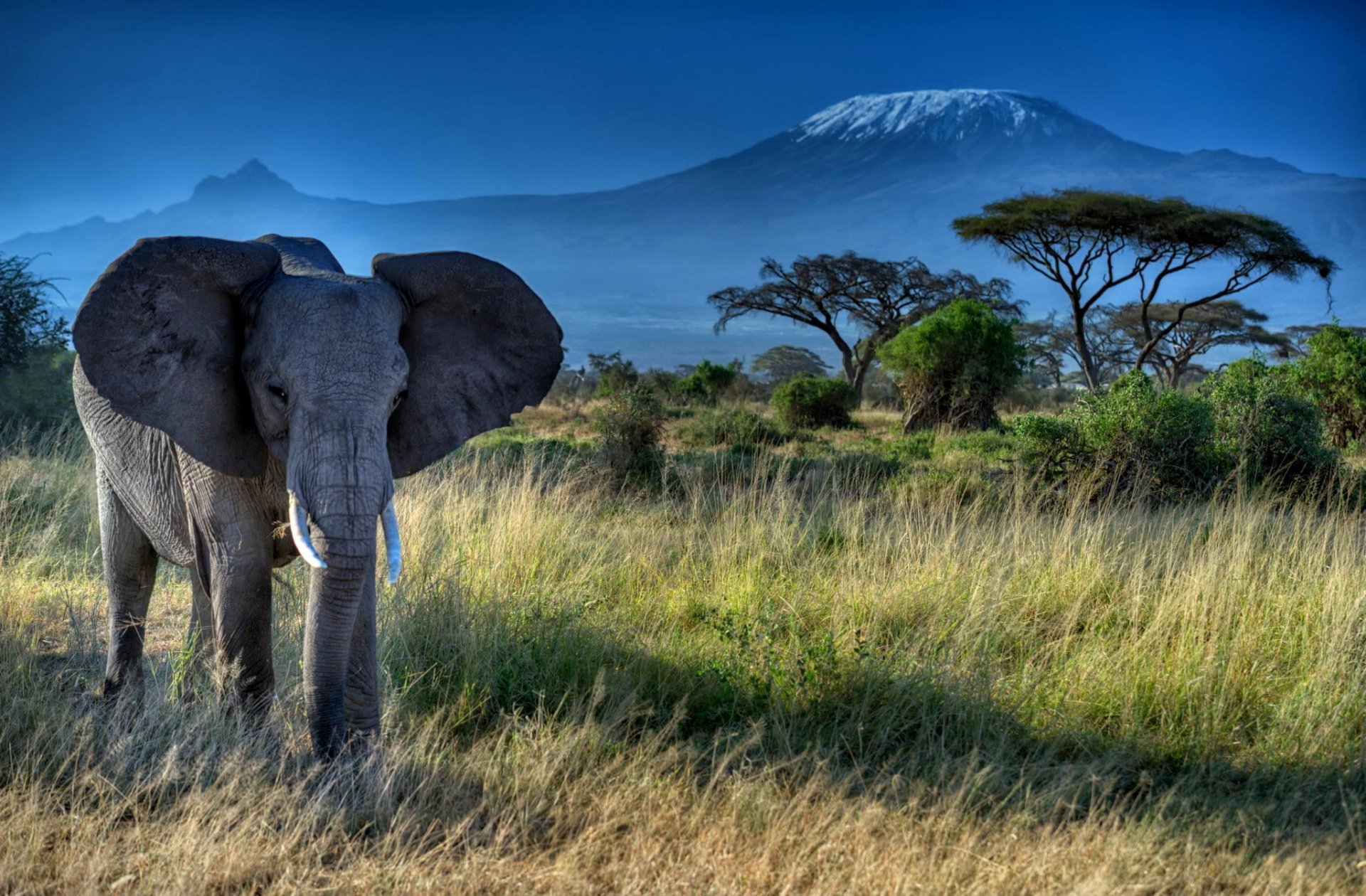 éléphant animal oreilles défenses tronc afrique nature herbe arbres