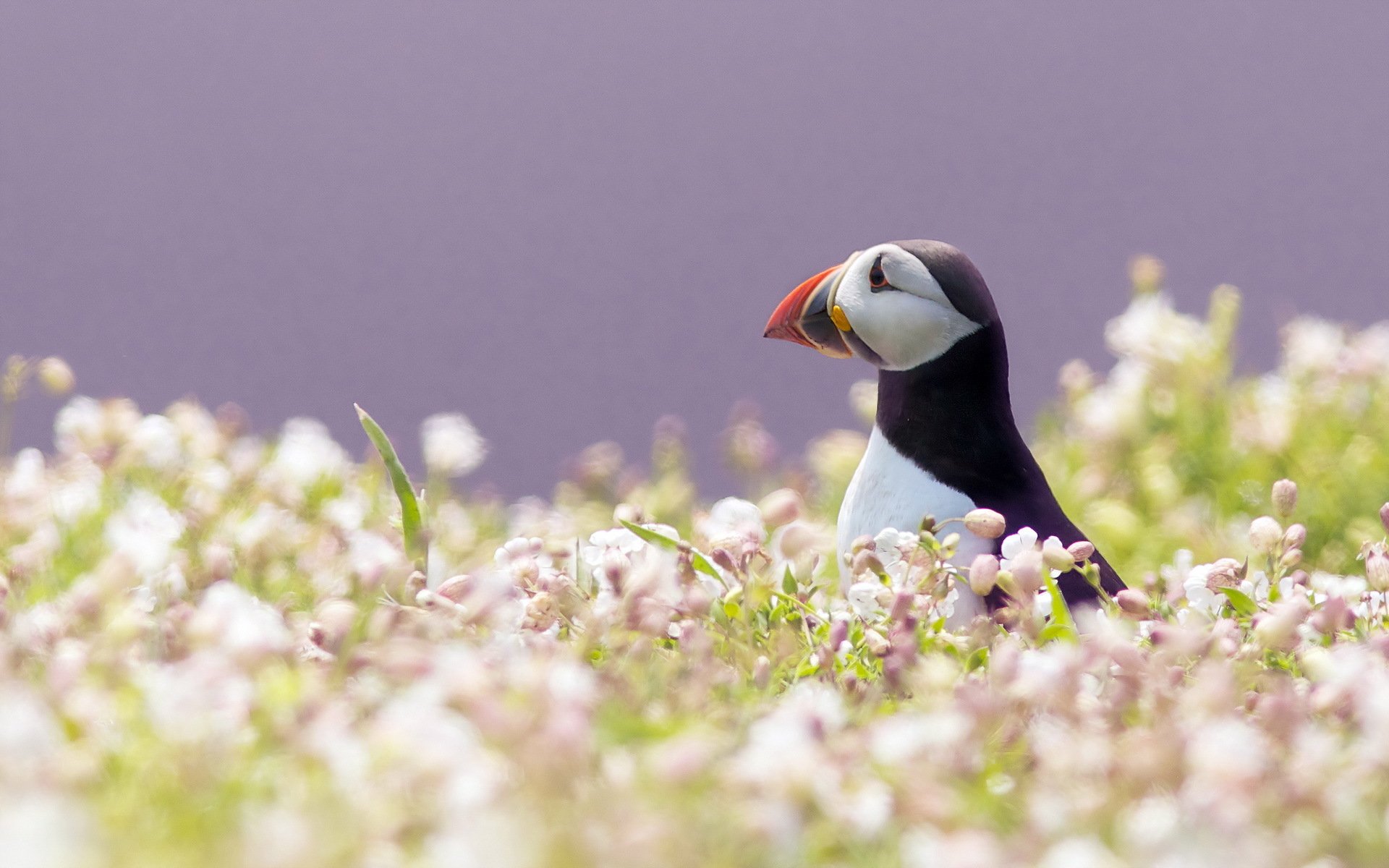 oiseau impasse