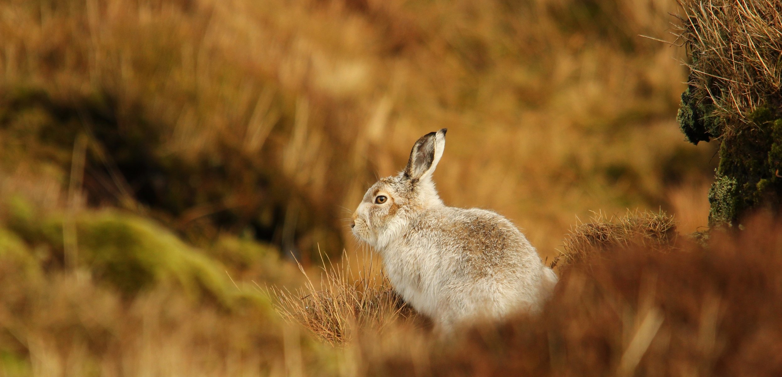 hase gras unschärfe