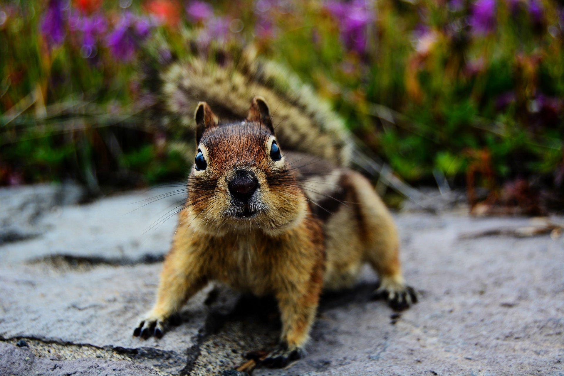 eichhörnchen rotschopf blick augen