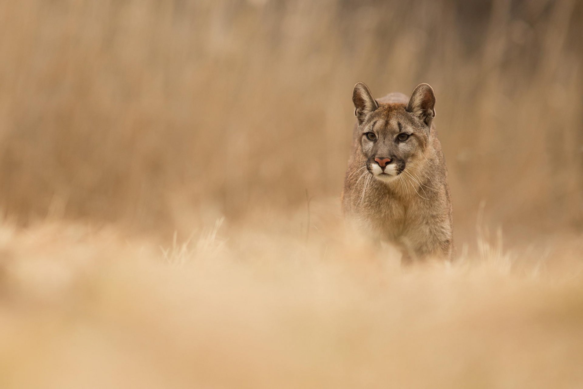 puma animale predatore natura erba