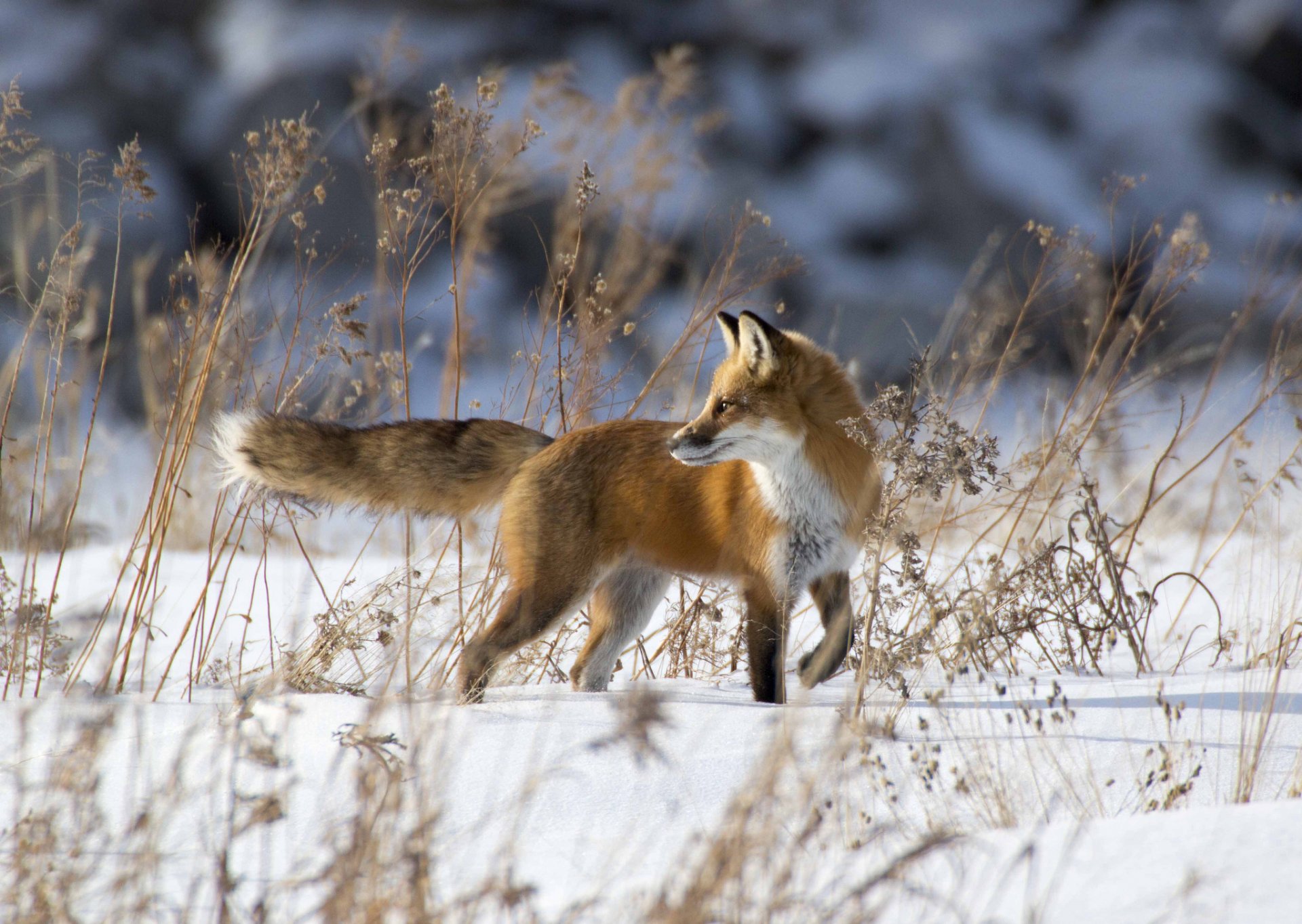 hiver neige renard rousse