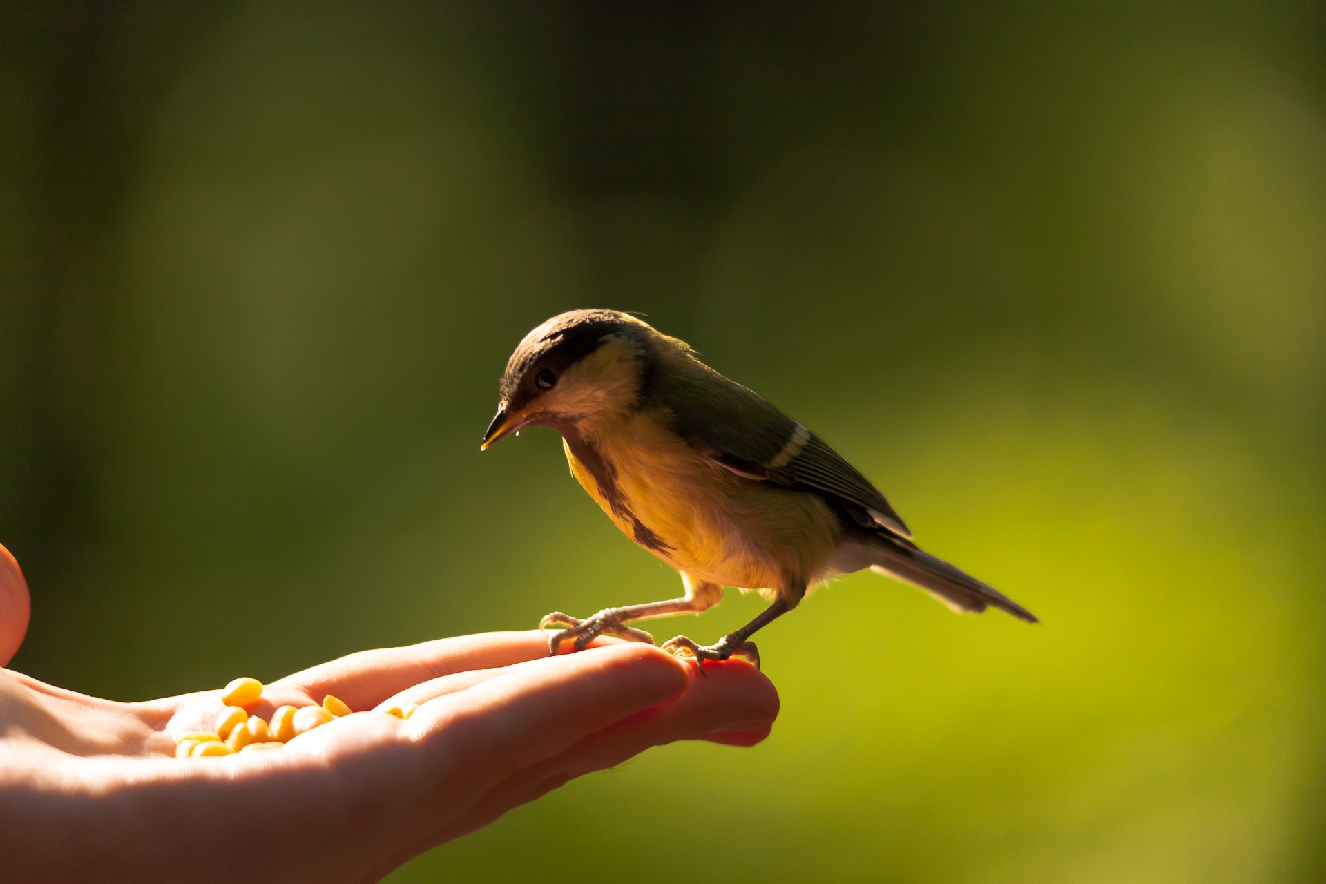 hand palm tit bird