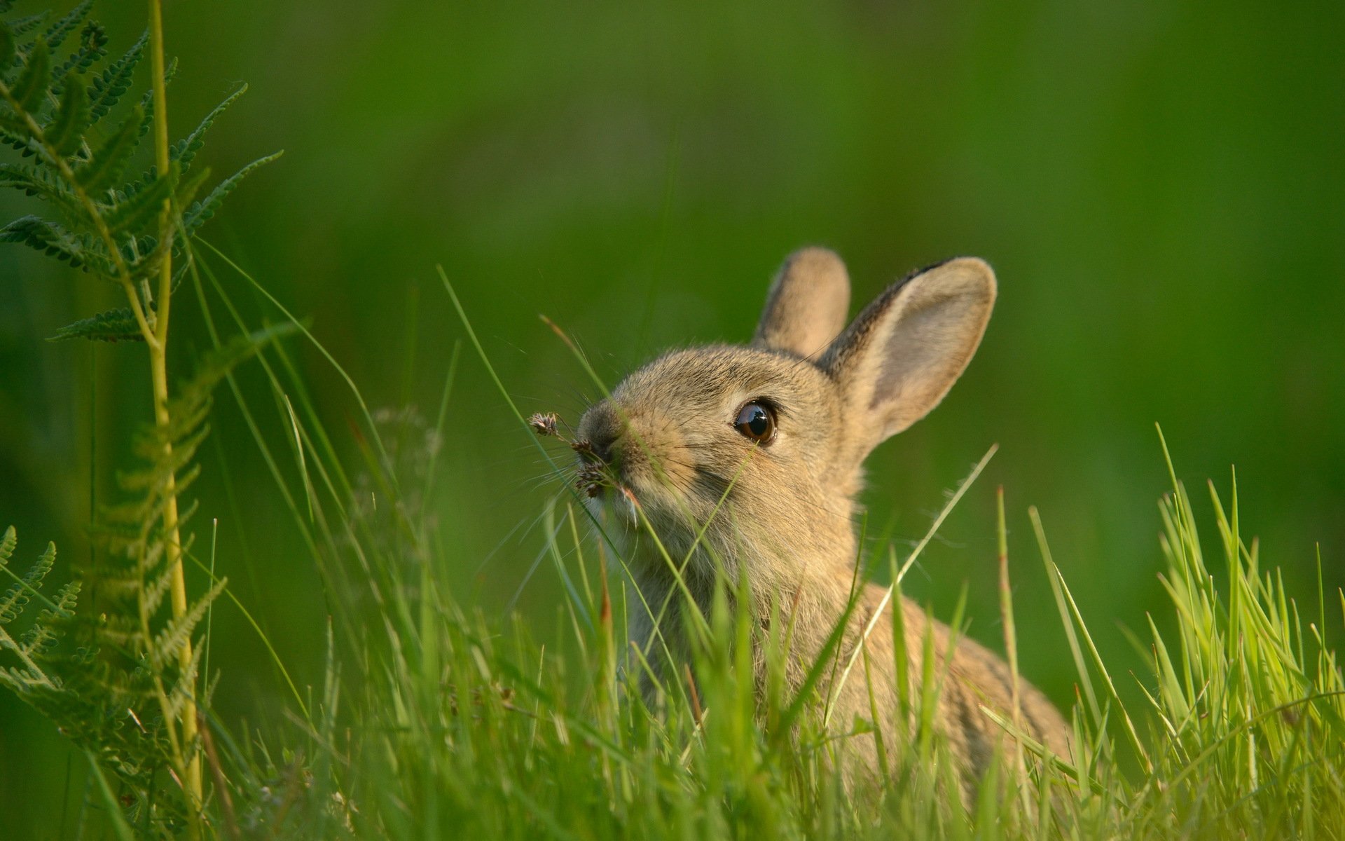 zając natura lato