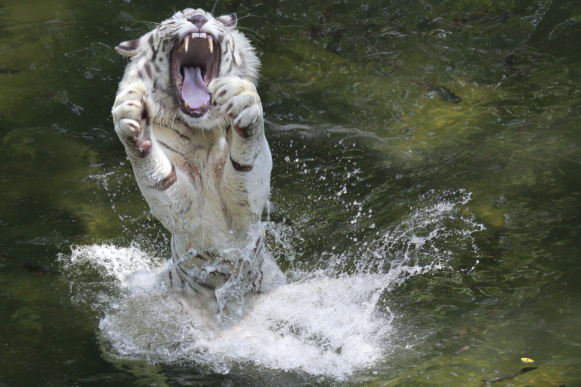 animale tigre bianca bocca zampe acqua spruzzo