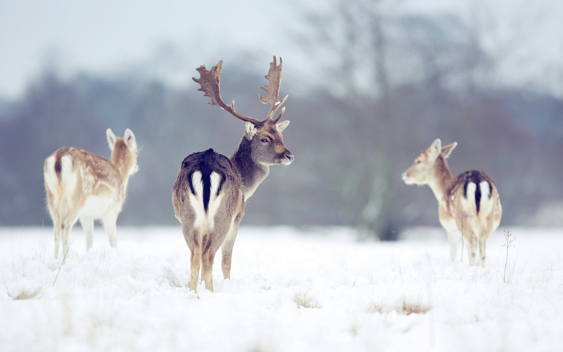 cerfs hiver nature