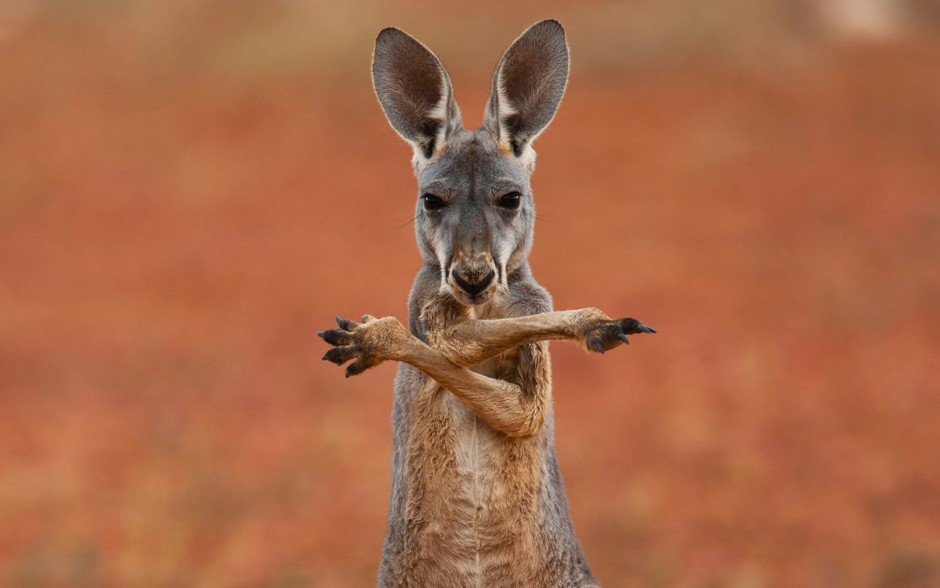 canguro australia animal marsupial fondo papel pintado pantalla ancha pantalla completa pantalla ancha pantalla ancha