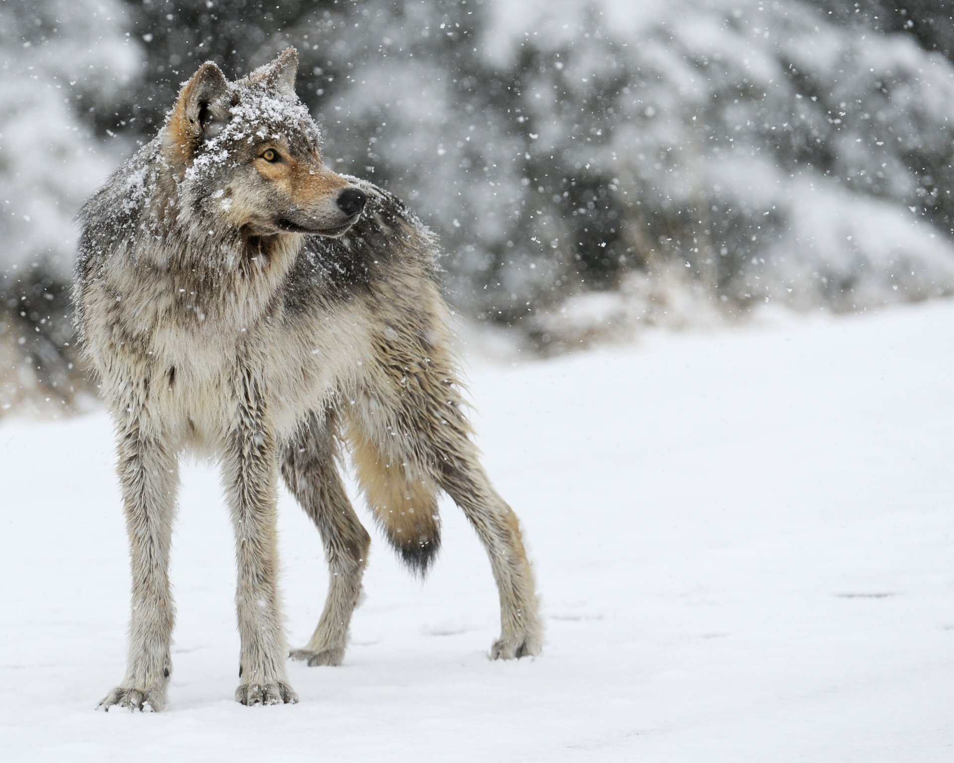 loup gris prédateur neige regarder