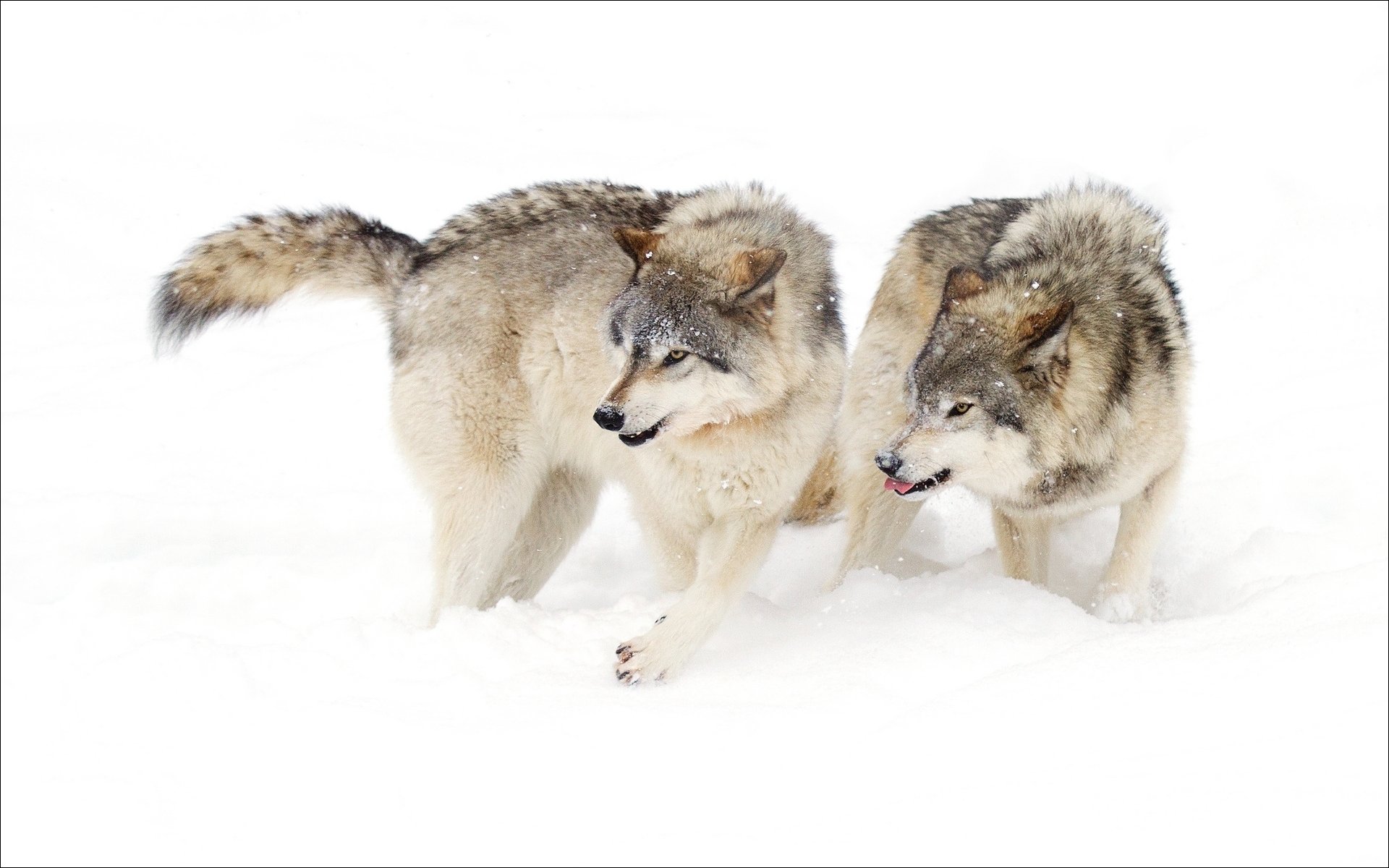 animals winter wolves the pair