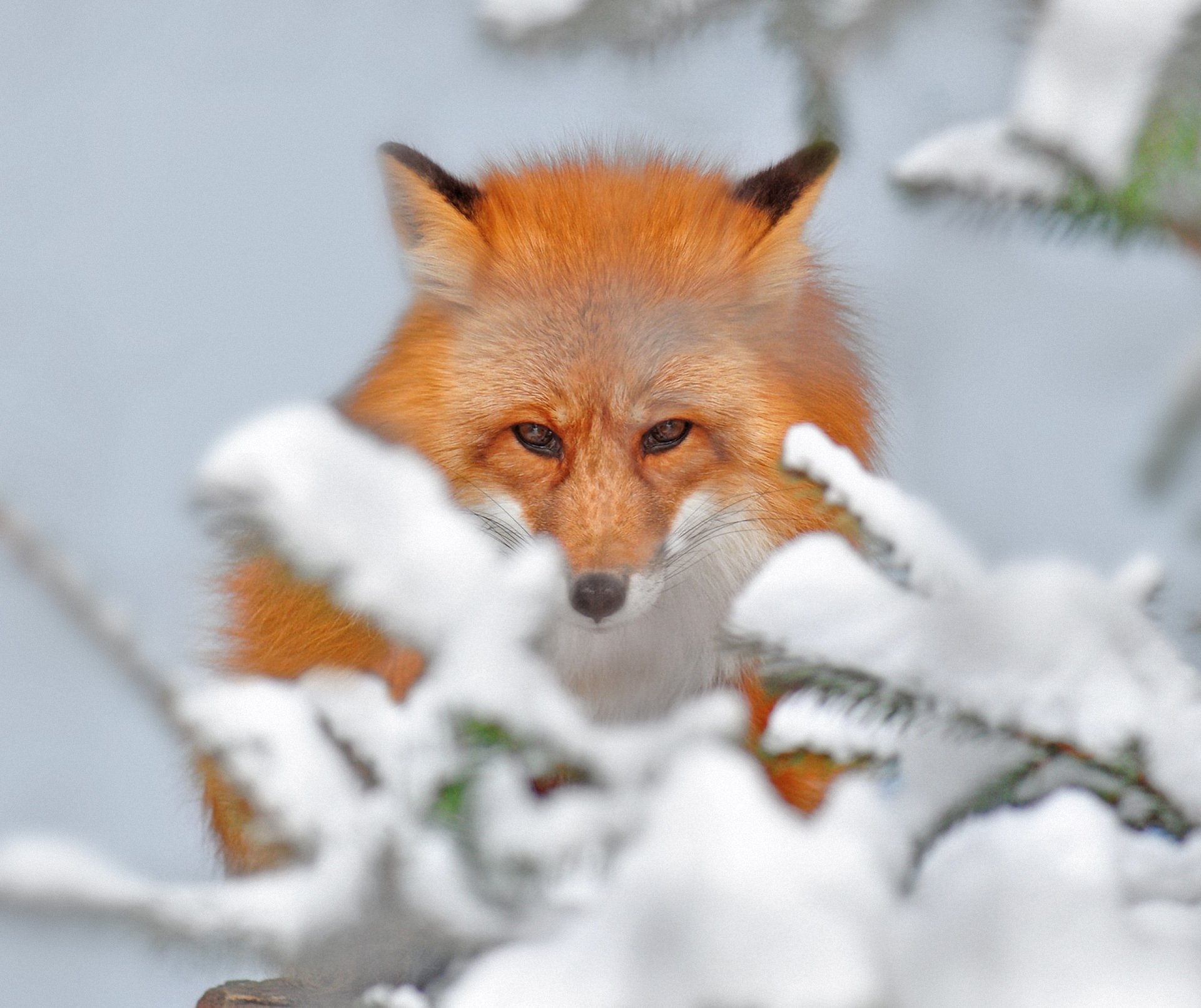 natura neve volpe bellezza rami