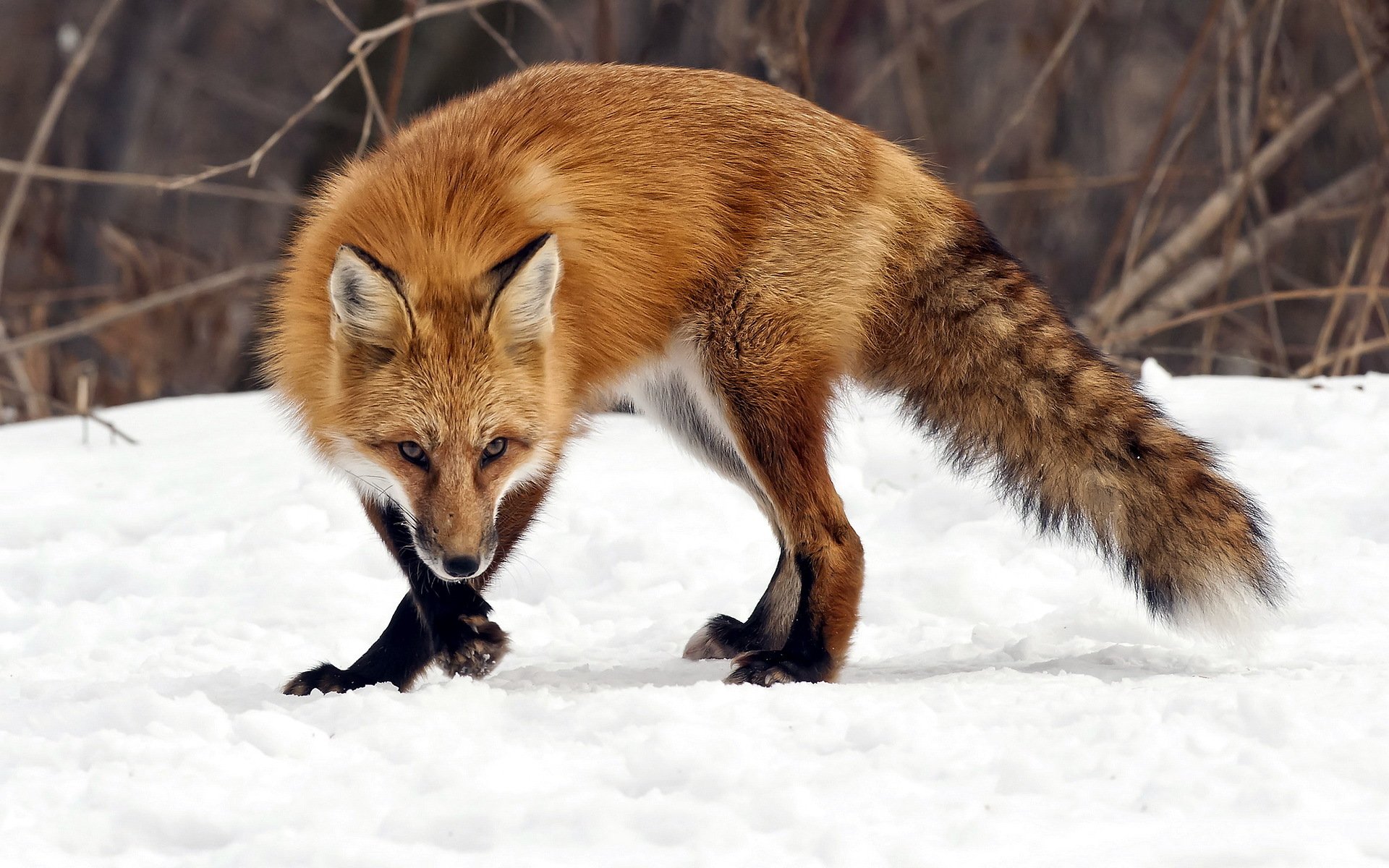 fuchs natur winter