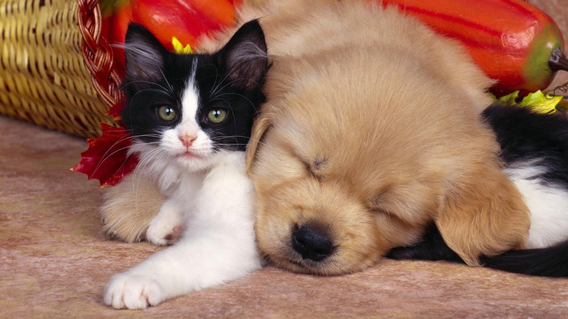 Милые котята и щенки