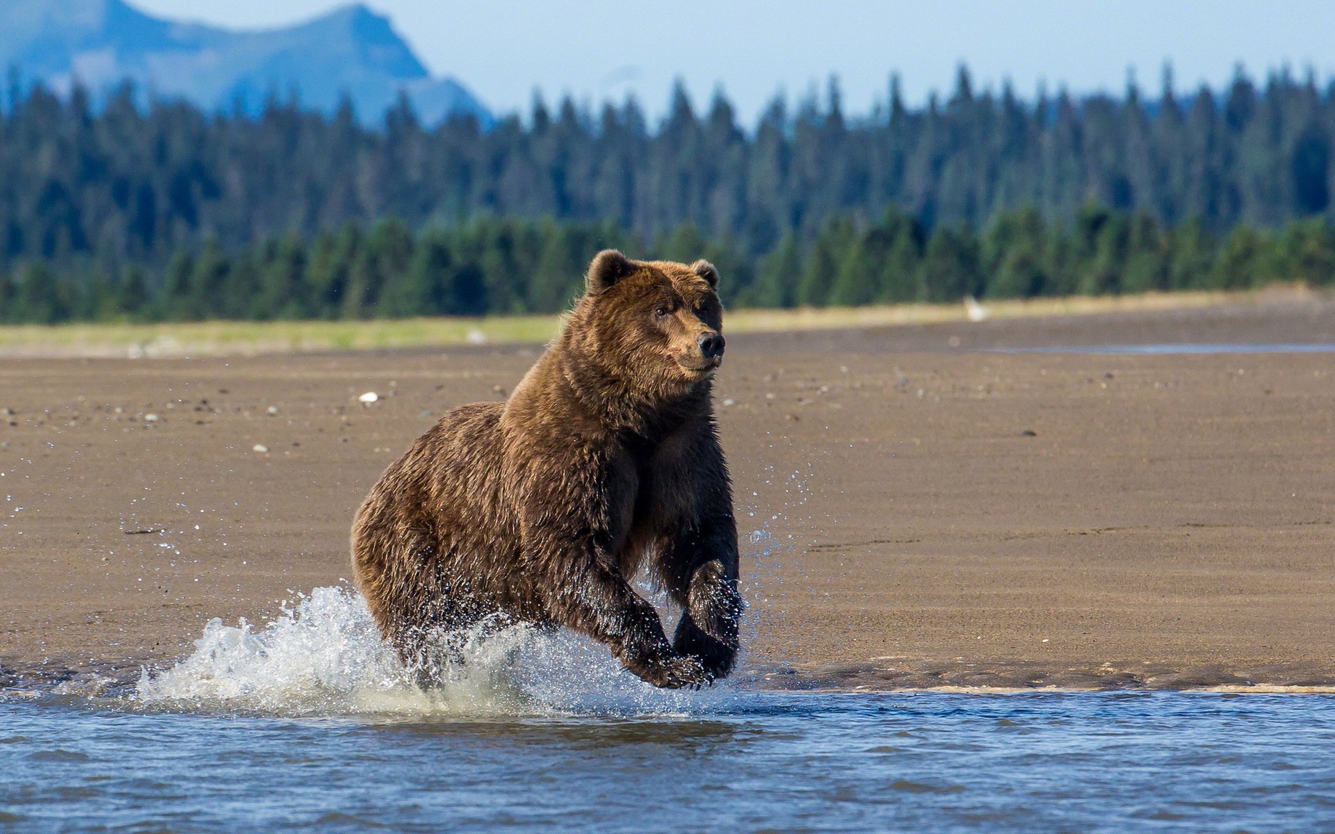 oso naturaleza río