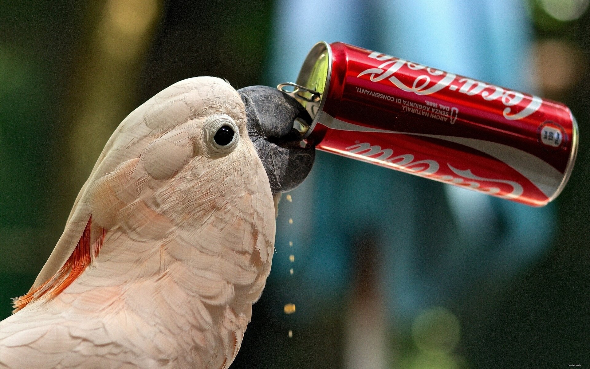 cacatua pappagallo coca-cola sete lattina