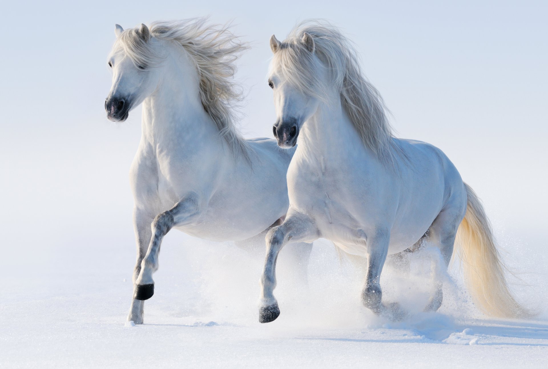 chevaux hiver neige chevaux course allure couple