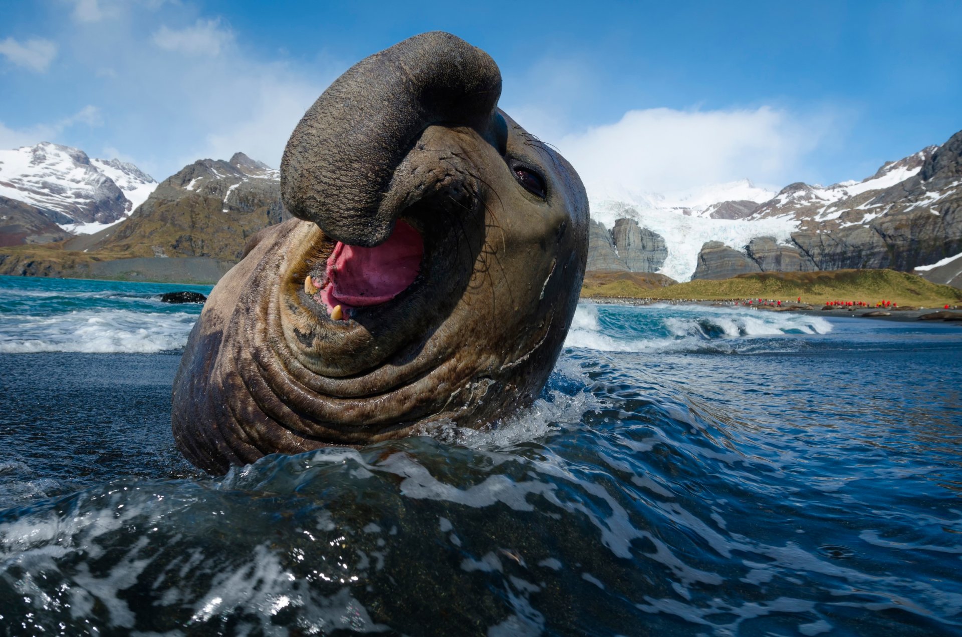 outhern elephant seal seal mirounga leonina linnaeu