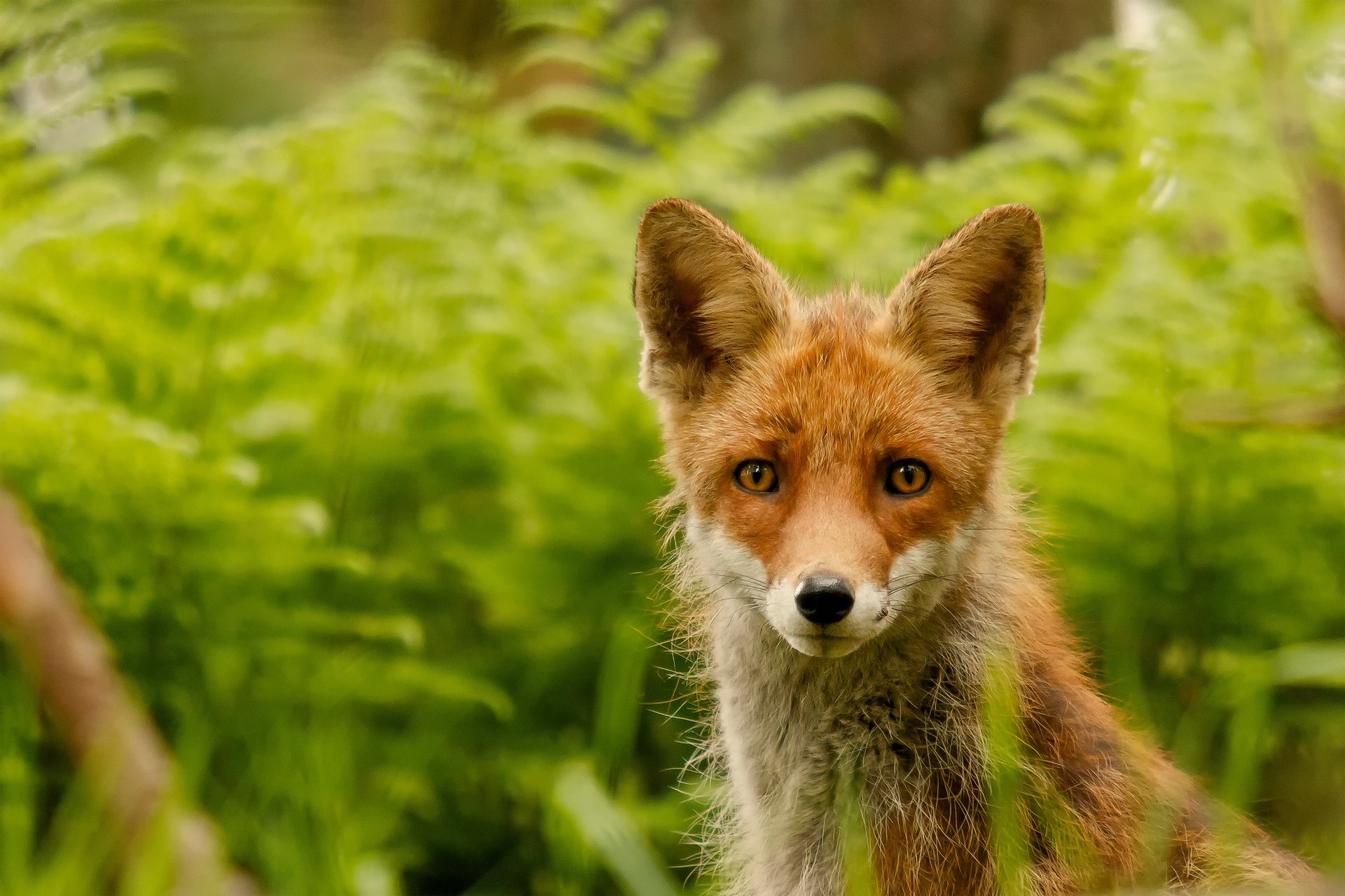 renard renard regarde regard