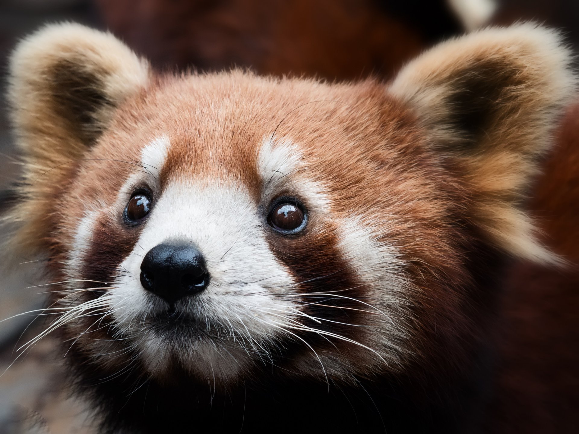 panda rosso faccia sfondo primo piano