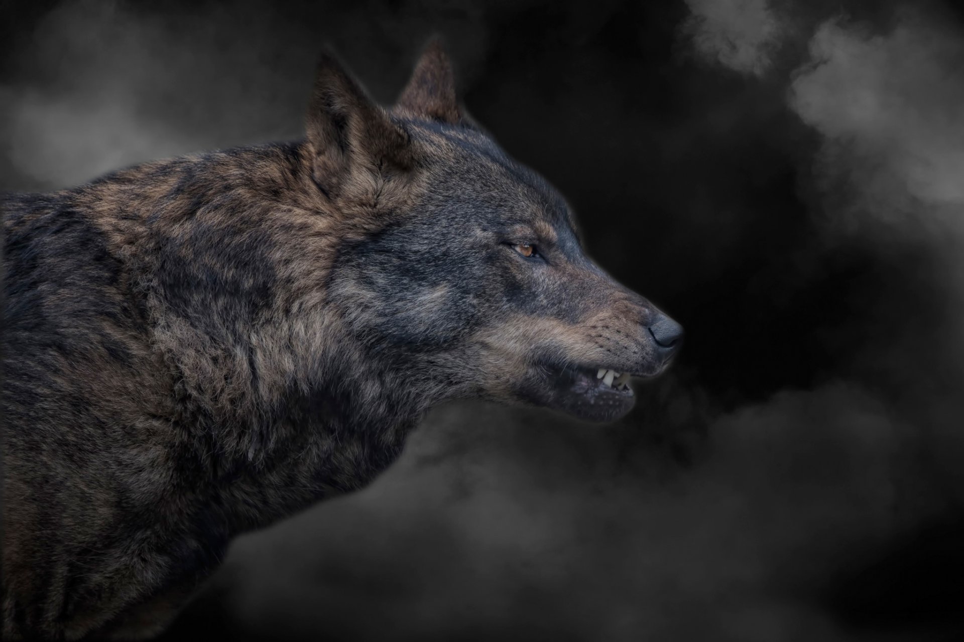 wolf grin smoke