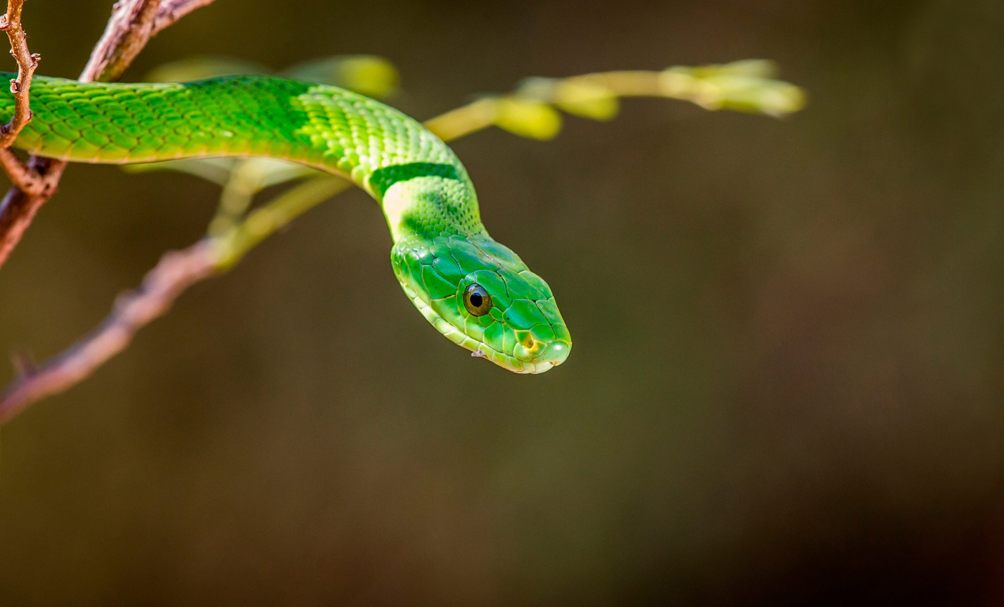 mamba verde mamba serpiente