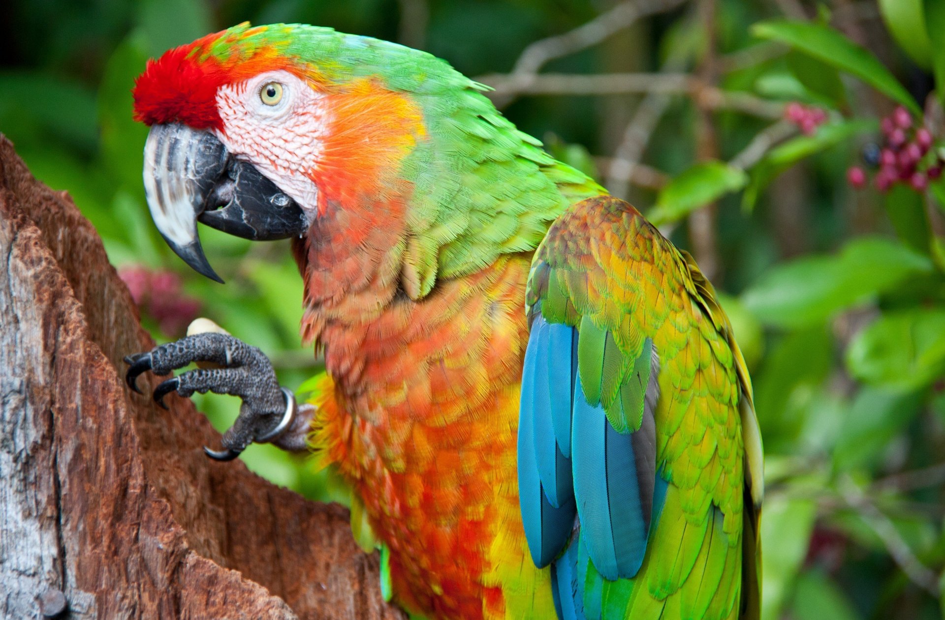 papagei vogel hell bunt