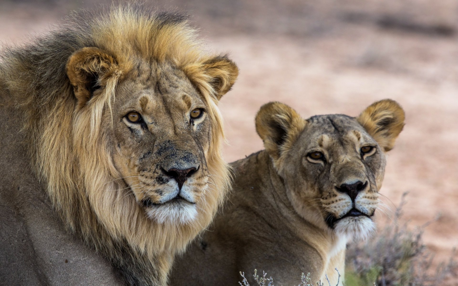 lions nature background