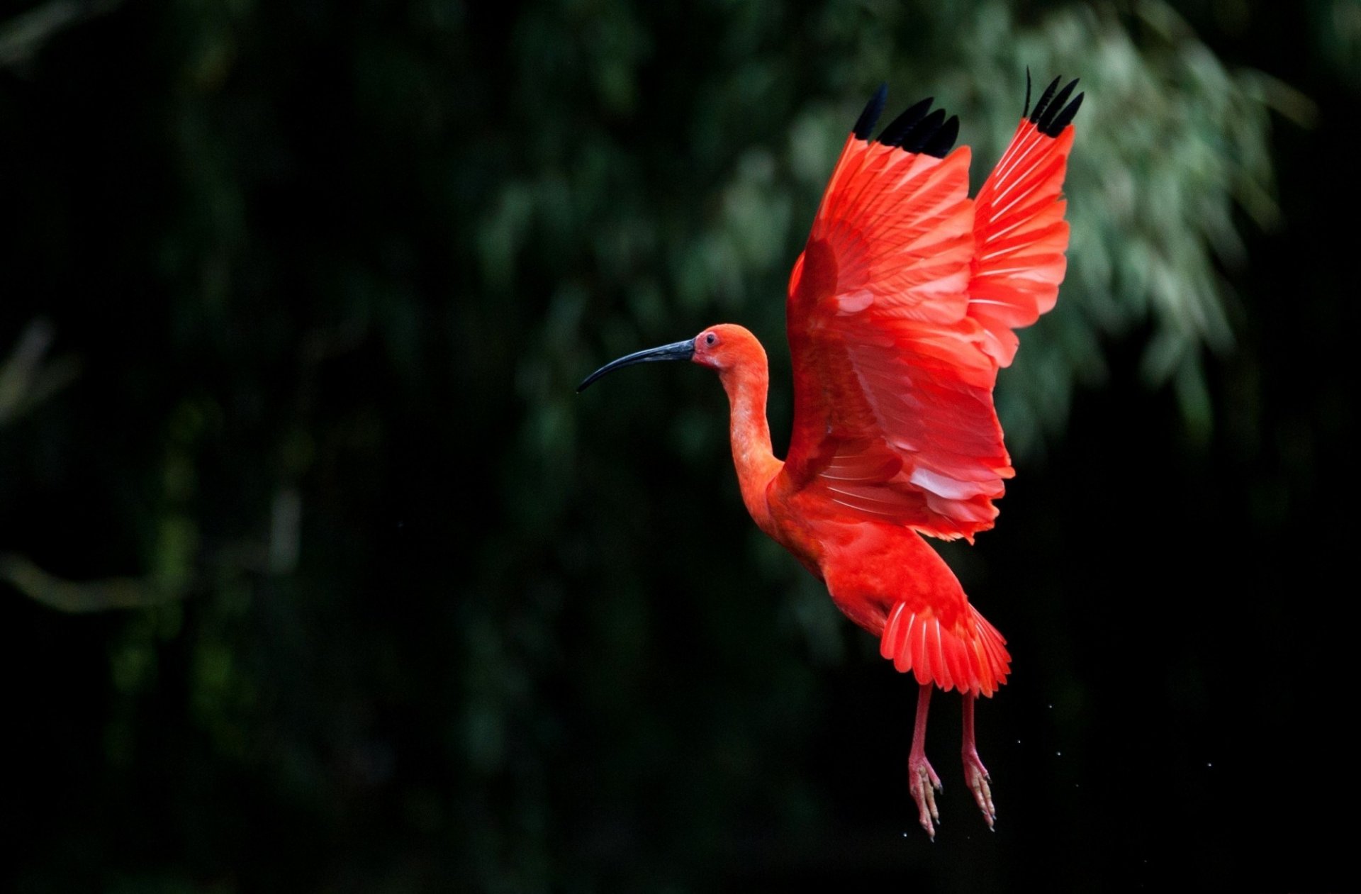 ibis flight wing